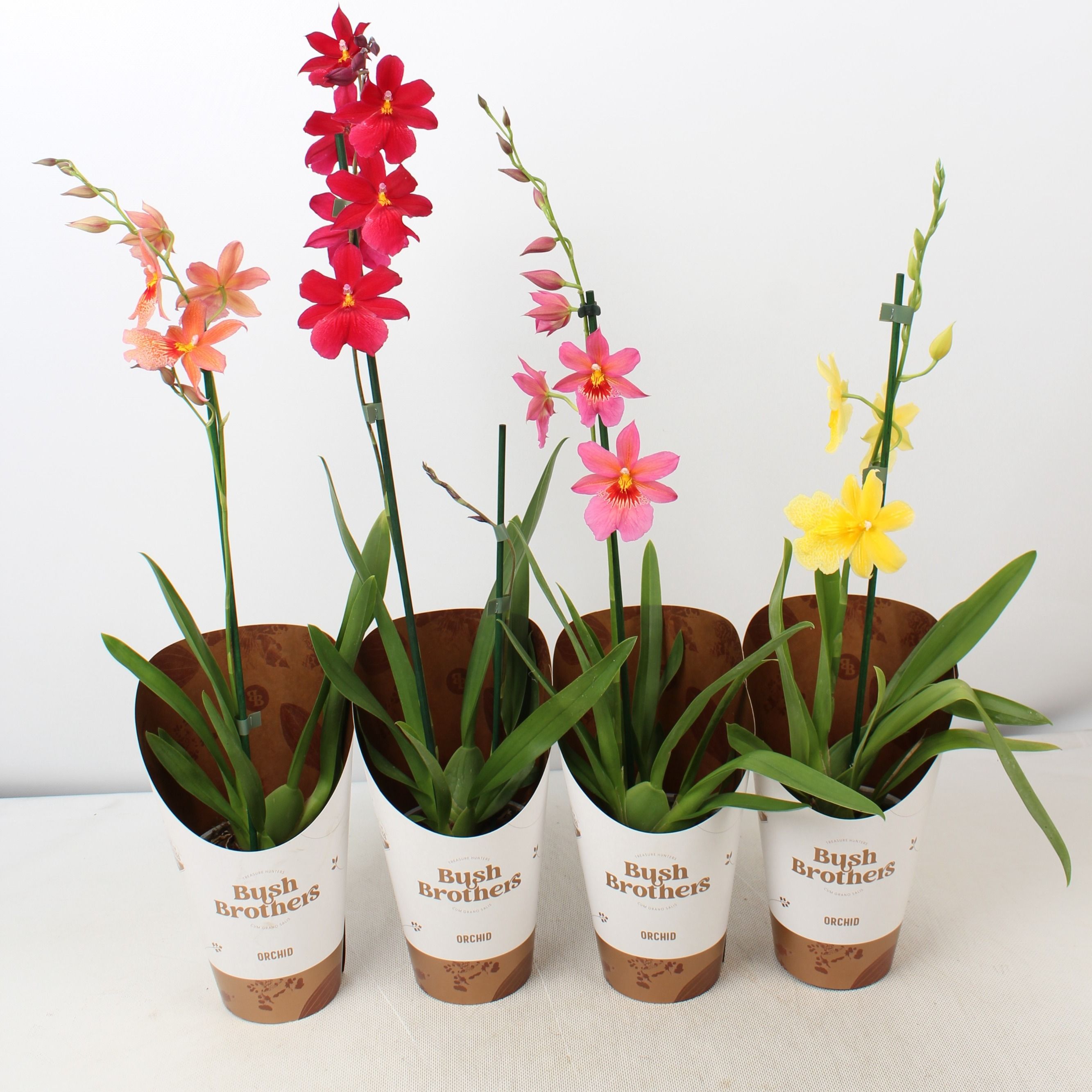 Cambria 'Nelly Isler' mix 1 tak 12 cm, D 12