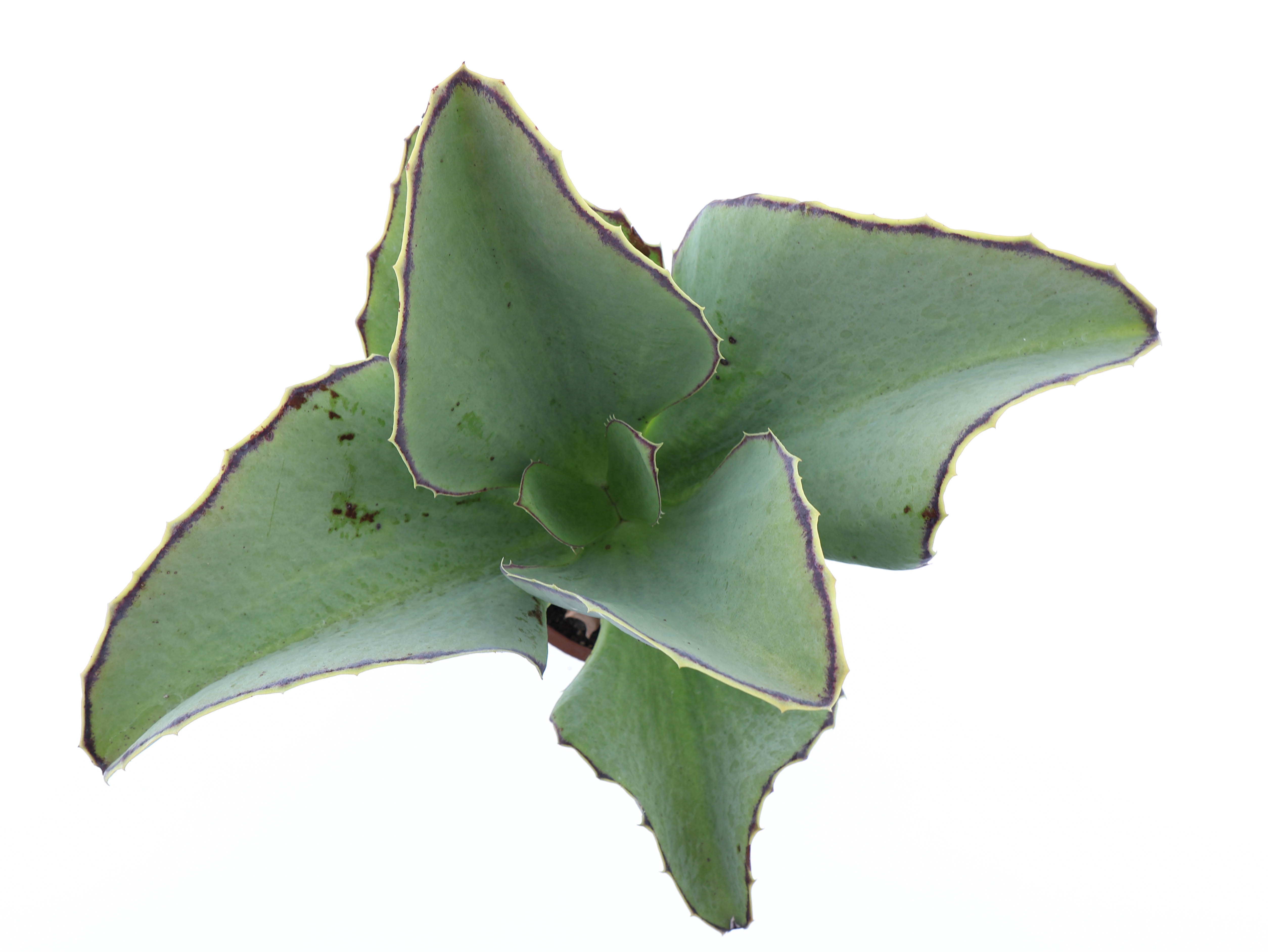 Kalanchoe synsepala, D 17