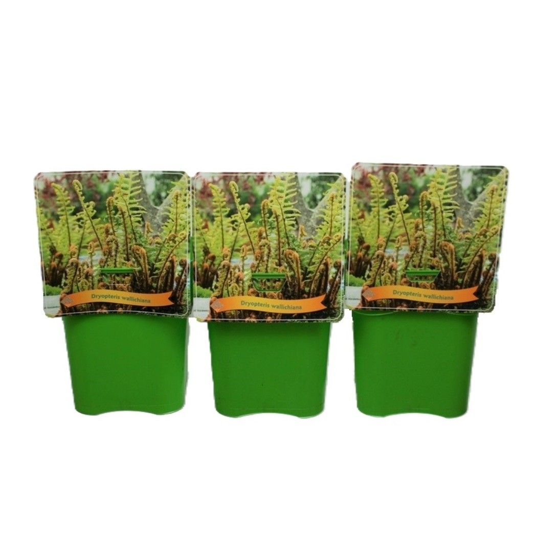 Dryopteris wallichiana C5, D 21