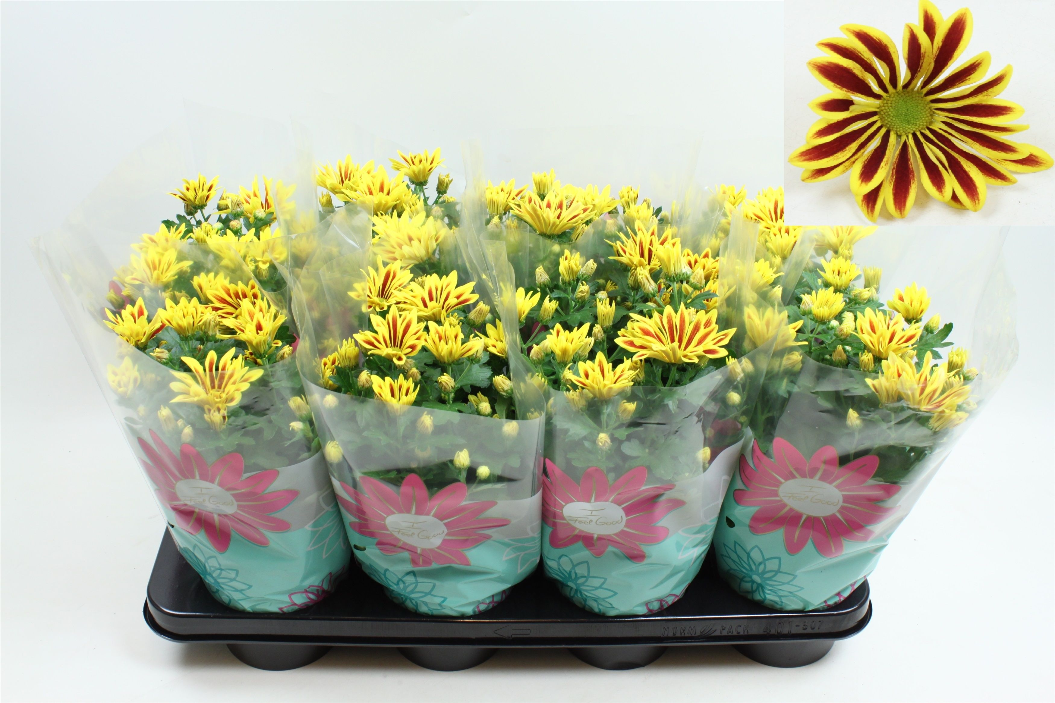 Chrysant Lake Worth Stadium 3, D 14