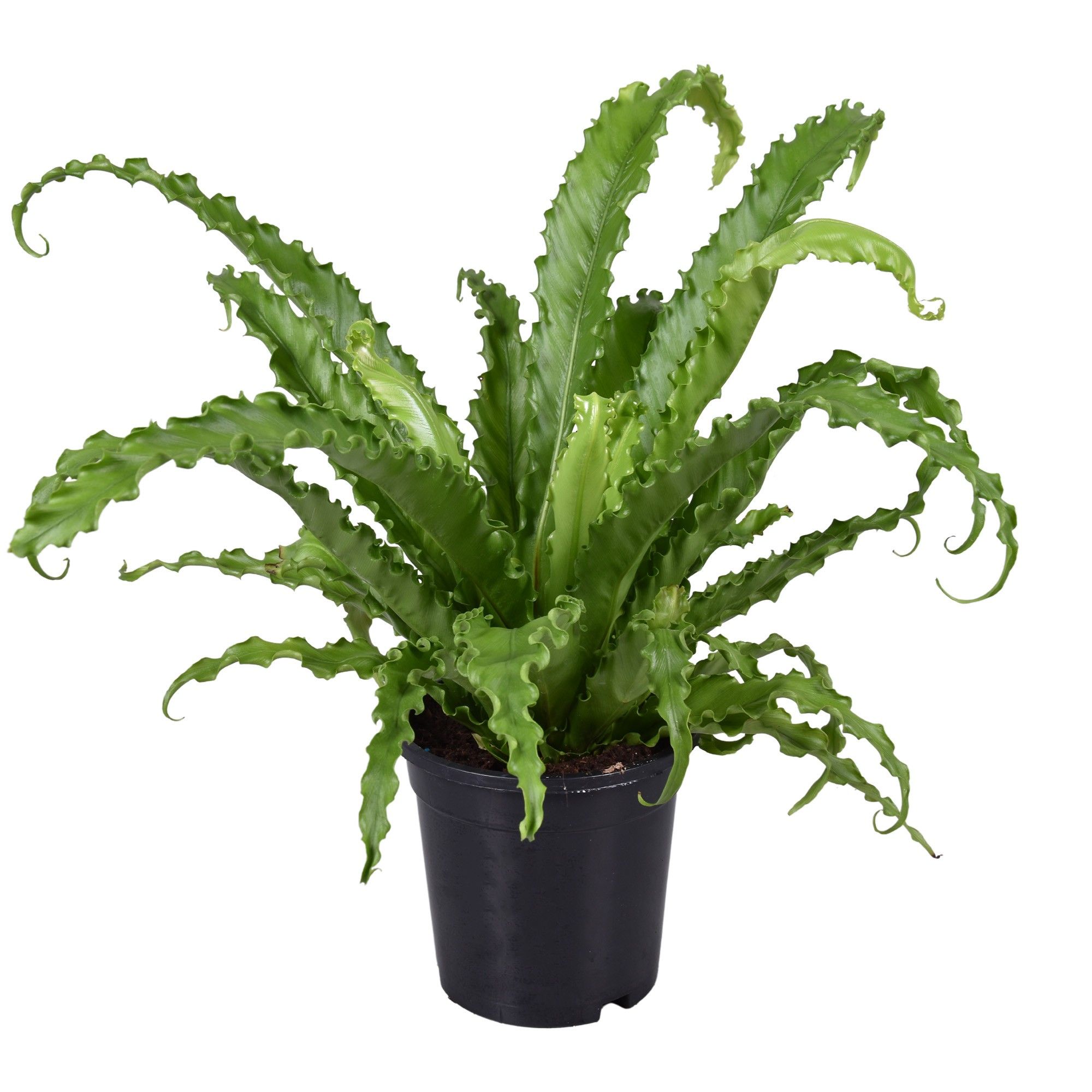 Asplenium Osaka, D 17