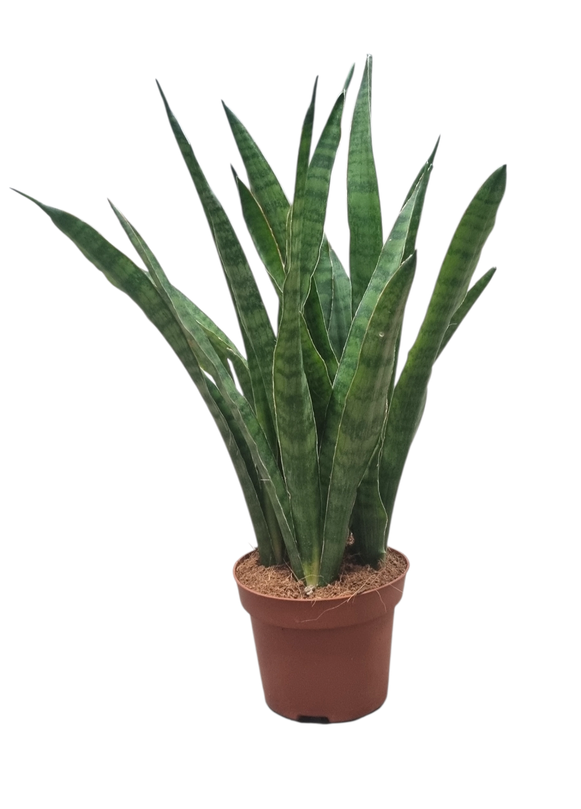 Sansevieria Kirkii 12 cm, D 12