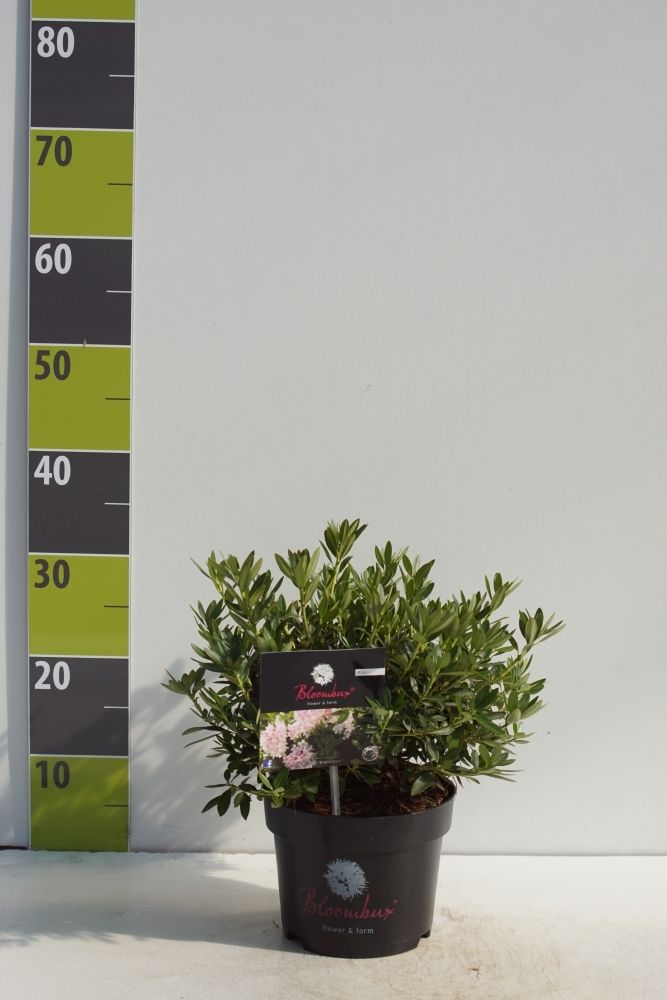 Rhododendron micranthum 'Bloombux'®, D 17