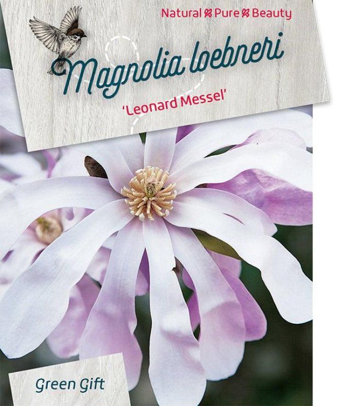 Magnolia loebneri 'Leonard Messel', D 23
