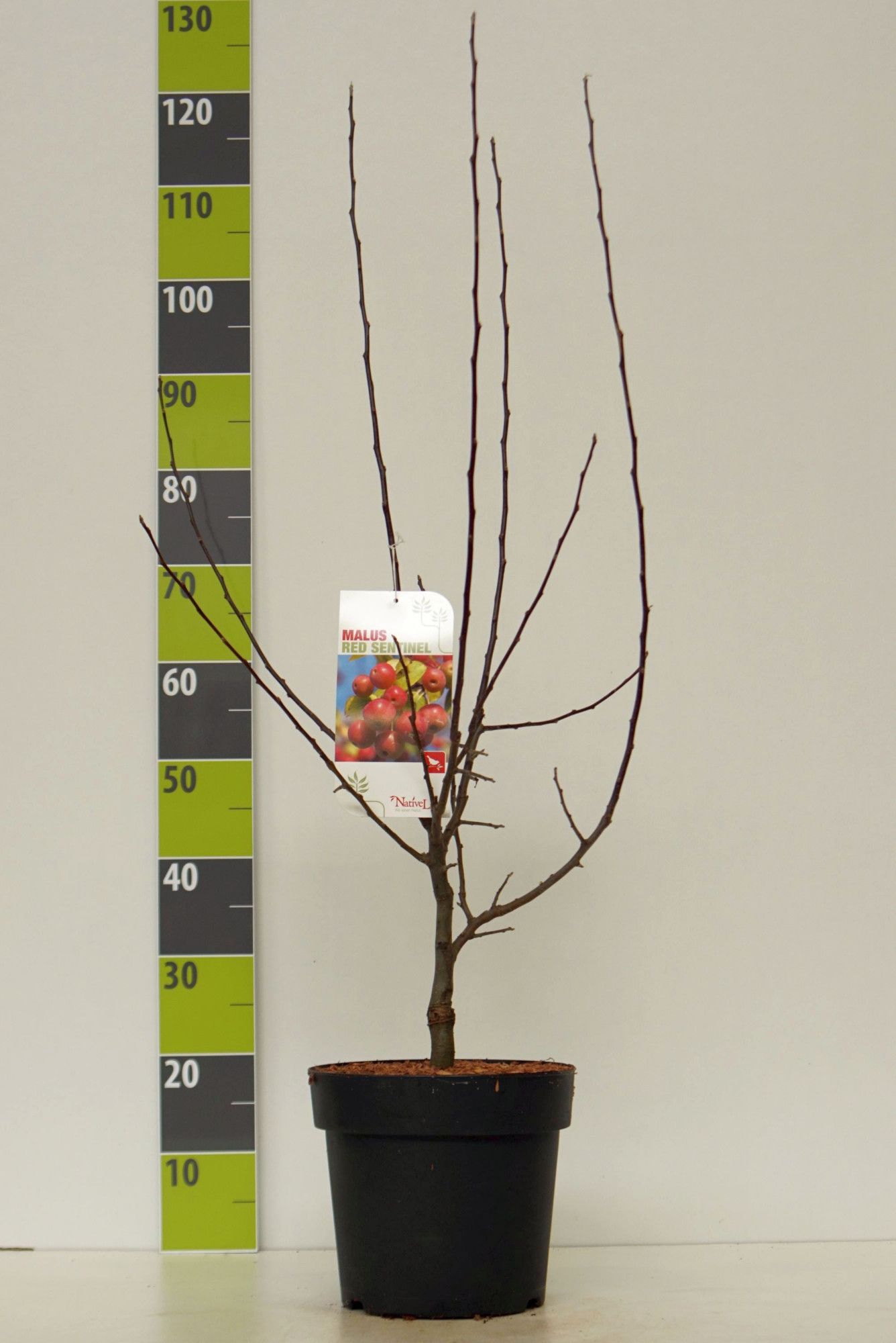 Malus 'Red Sentinel' C 7, D 27