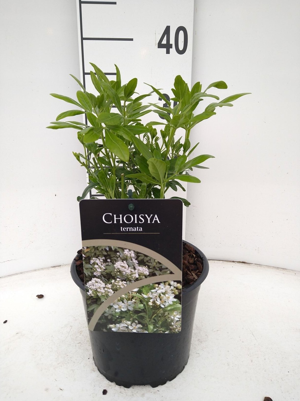 Choisya ternata, D 17
