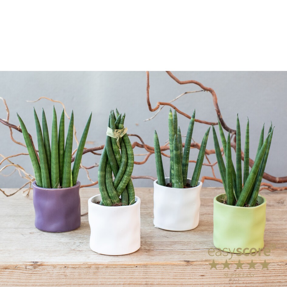 SANSEVIERIA MIX 30615000 Organic Spring, D 6