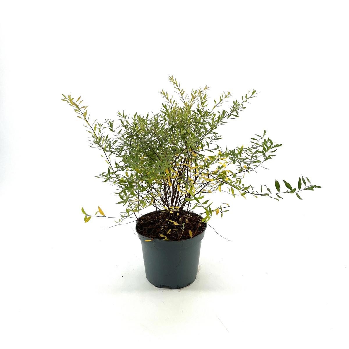 Spiraea arguta, D 19