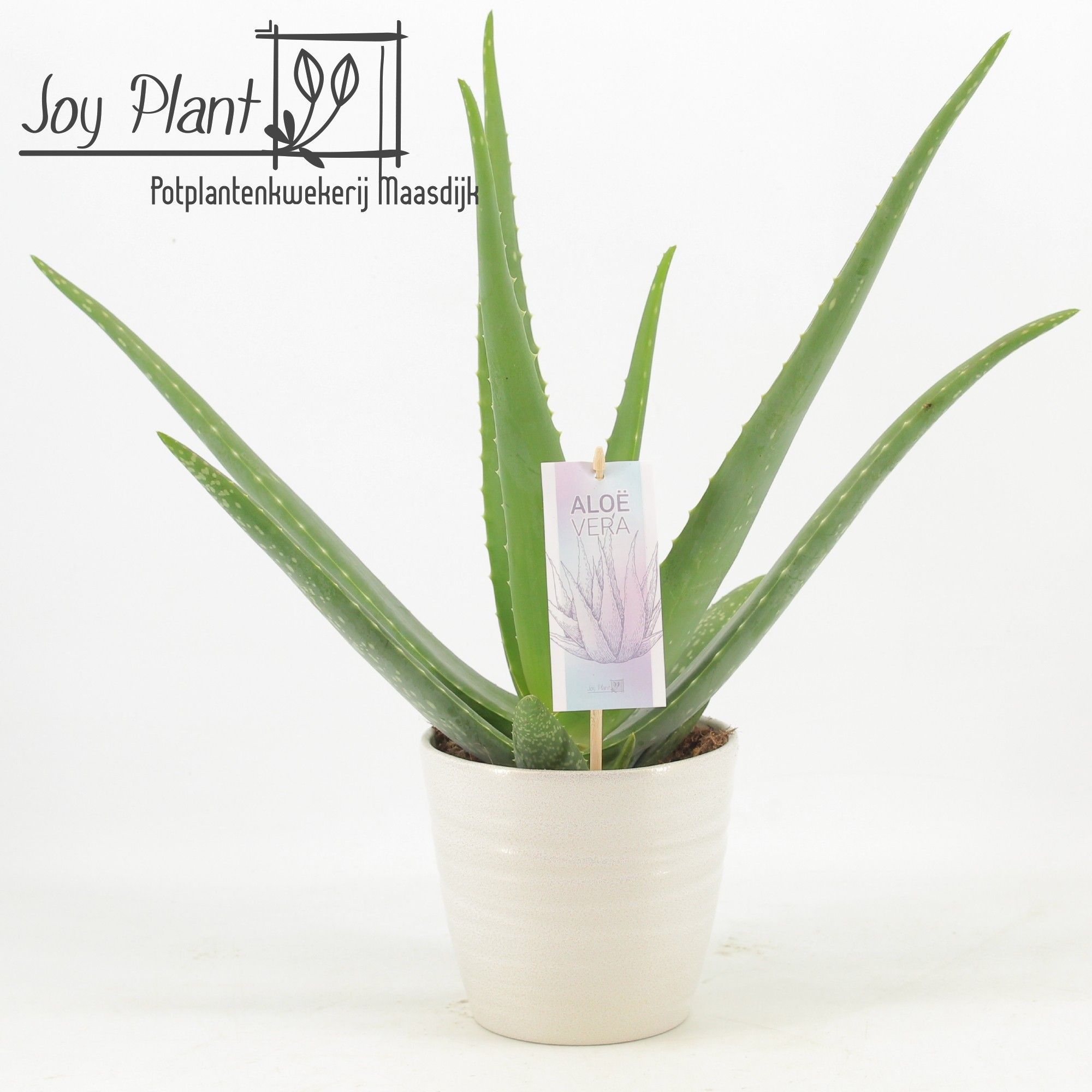Aloe Vera P14 in keramiek Amy2.0, D 15