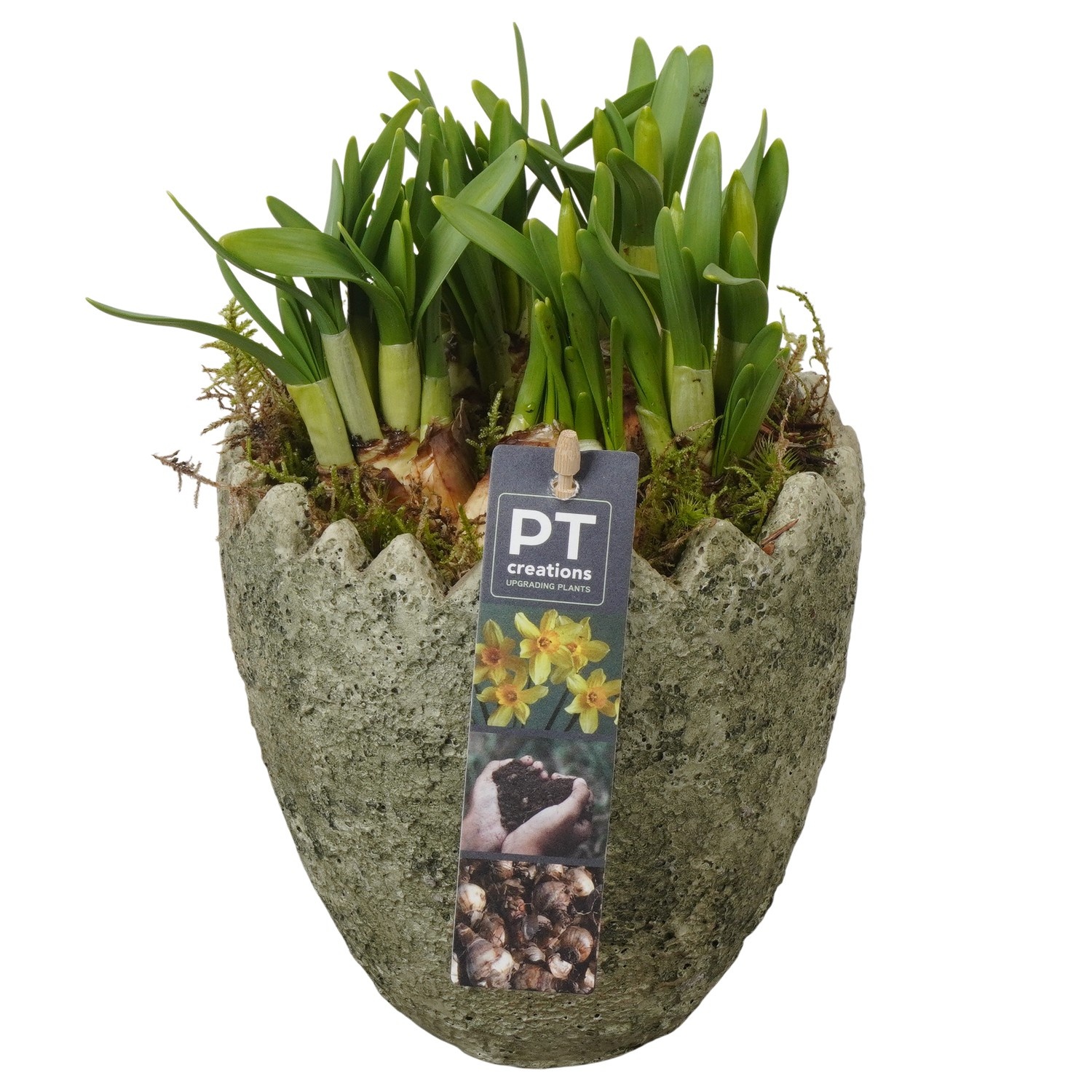 PTNP4475 Arrangement Narcissus Easter in beton ei, D 14