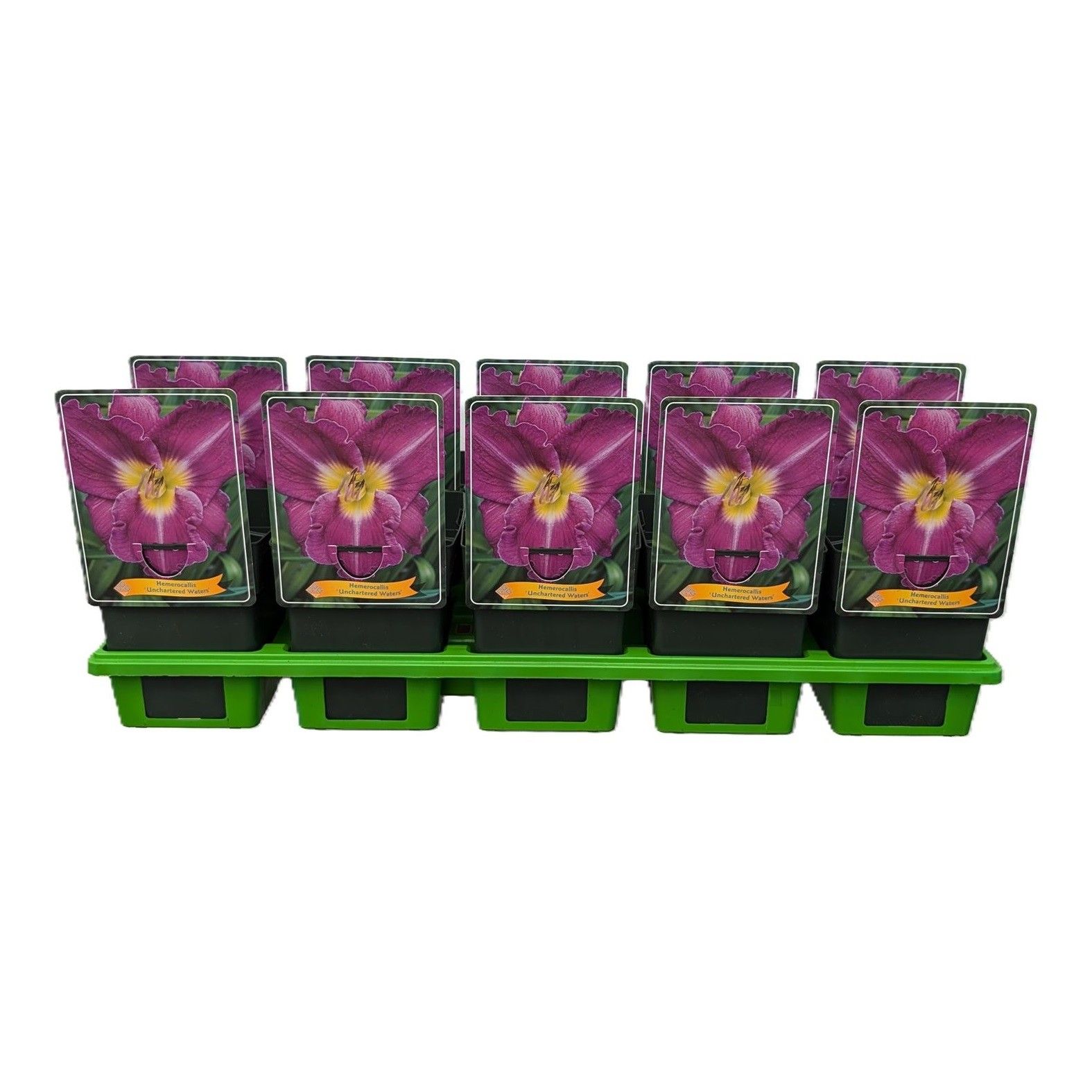 Hemerocallis 'Unchartered Waters' P11, D 11