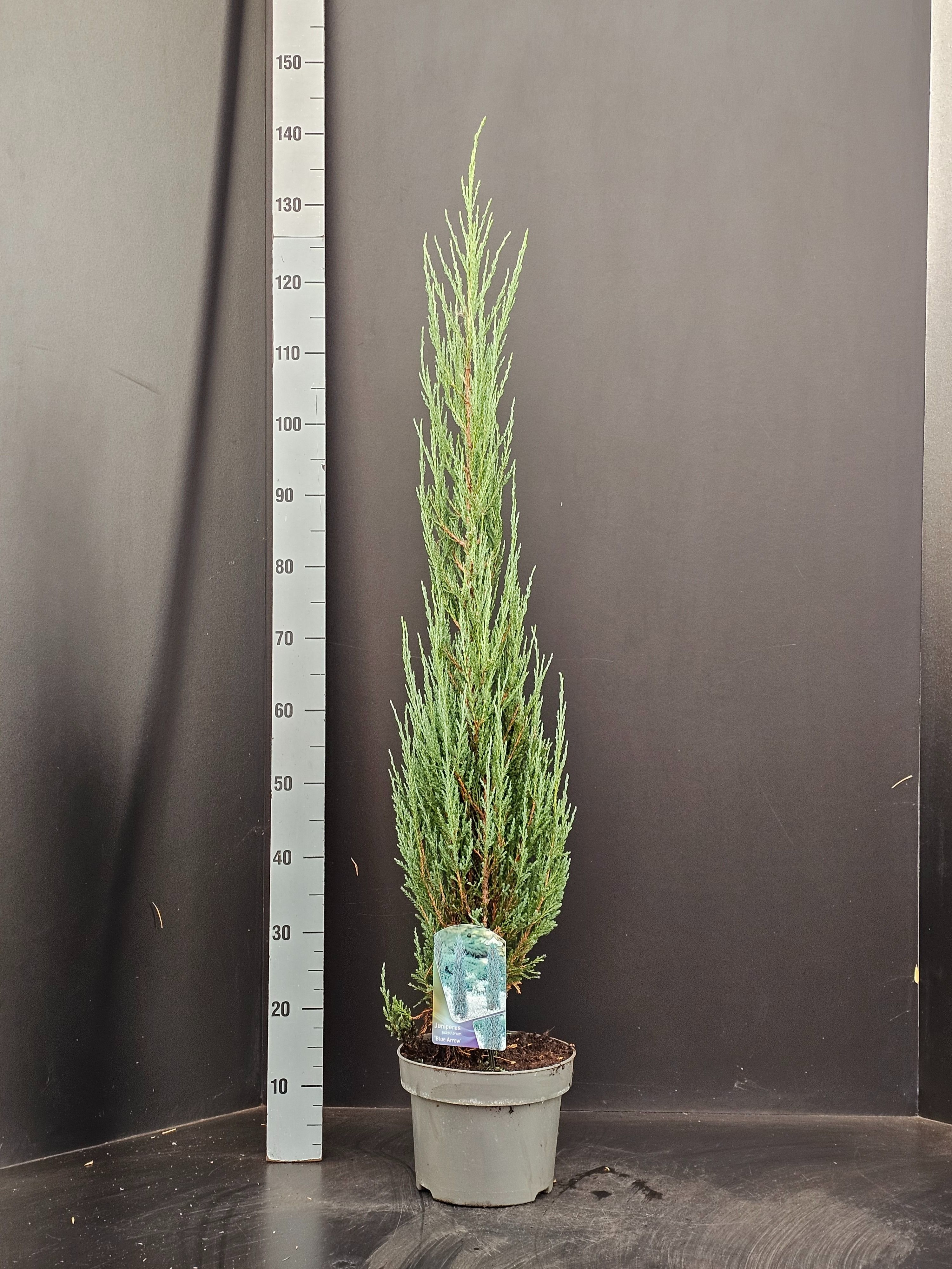 Juniperus scopulorum Blue Arrow, D 23
