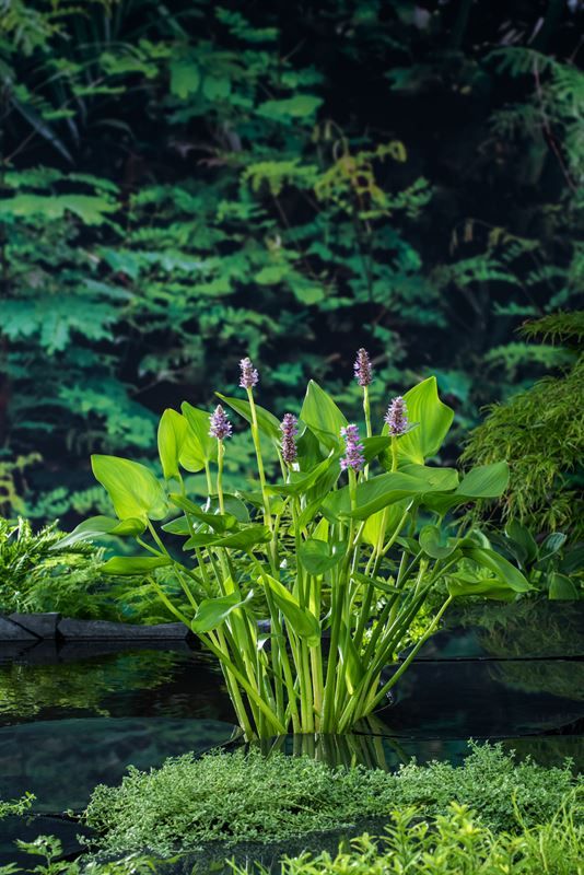 Pontederia cordata 'Pink Pons', D 9