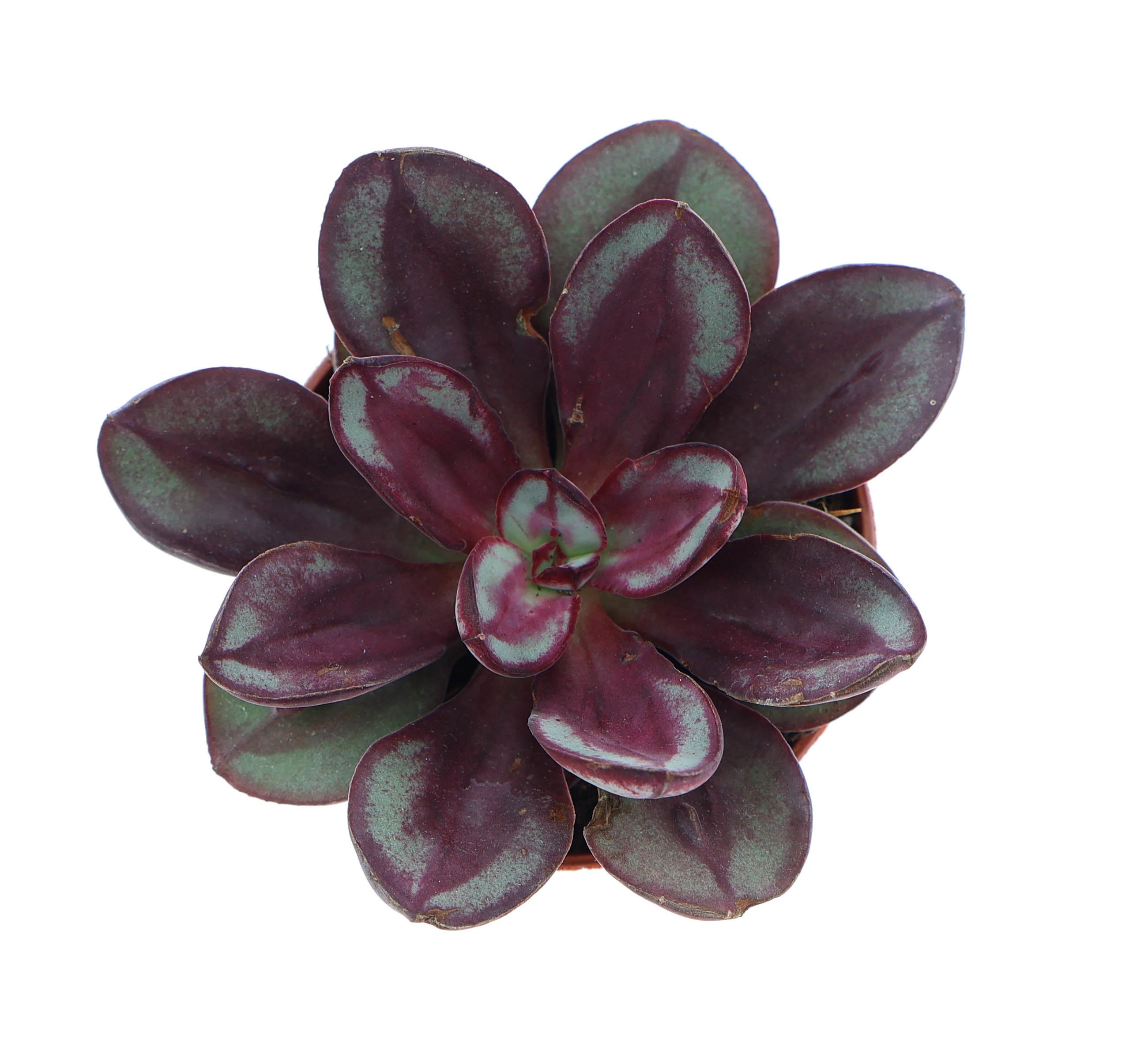 Echeveria nodulosa, D 5,5