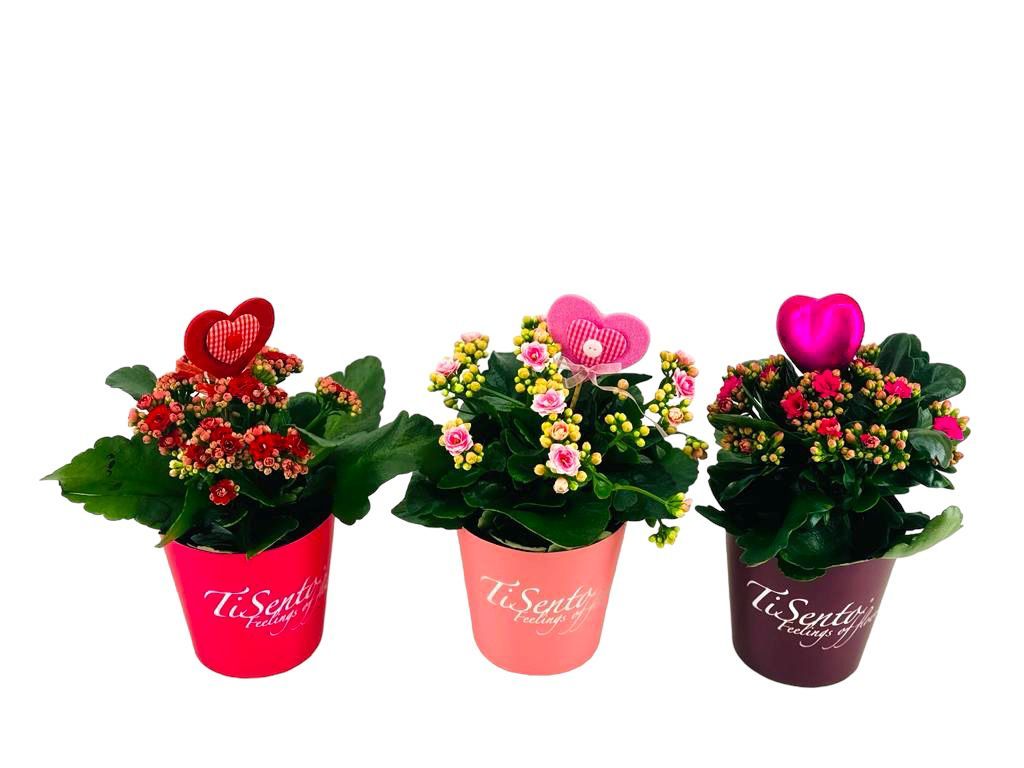 Calandiva 12 cm - Valentijn smartcup met steker, D 12