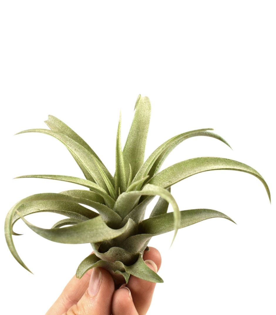 tillandsia capitata, D 8