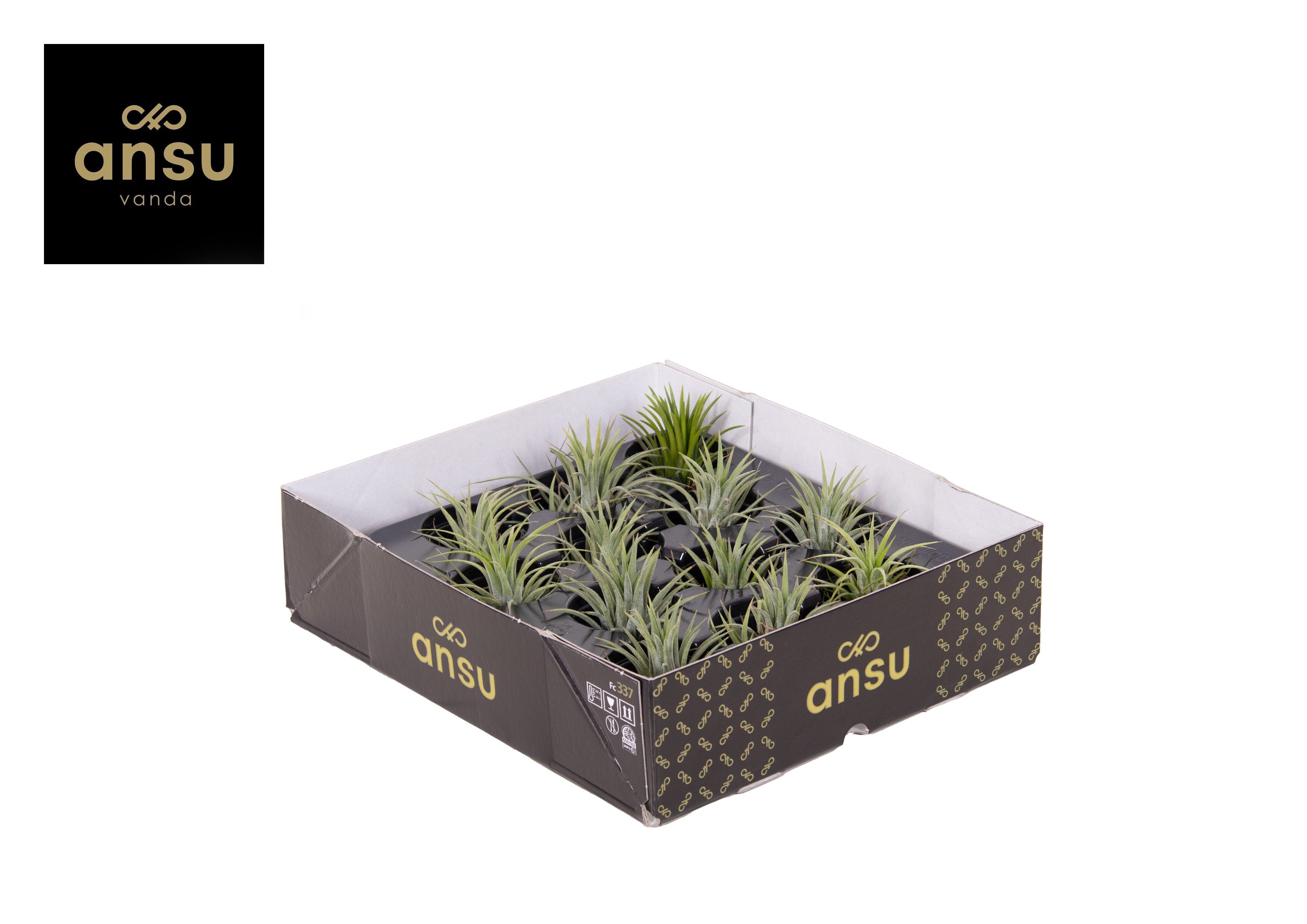 Tillandsia Ionantha Green L, D 5