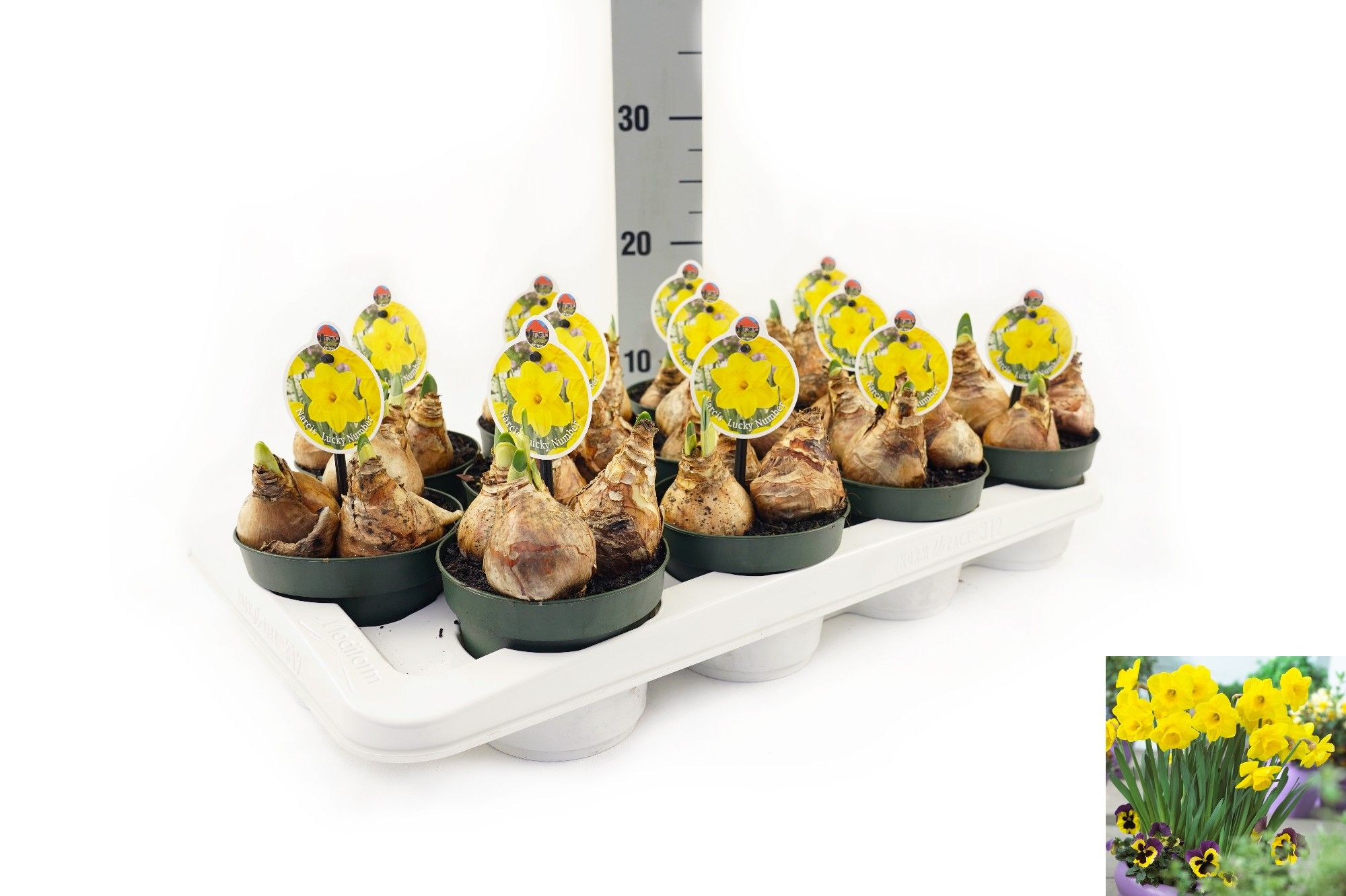 Narcis Lucky Number, D 12 cm