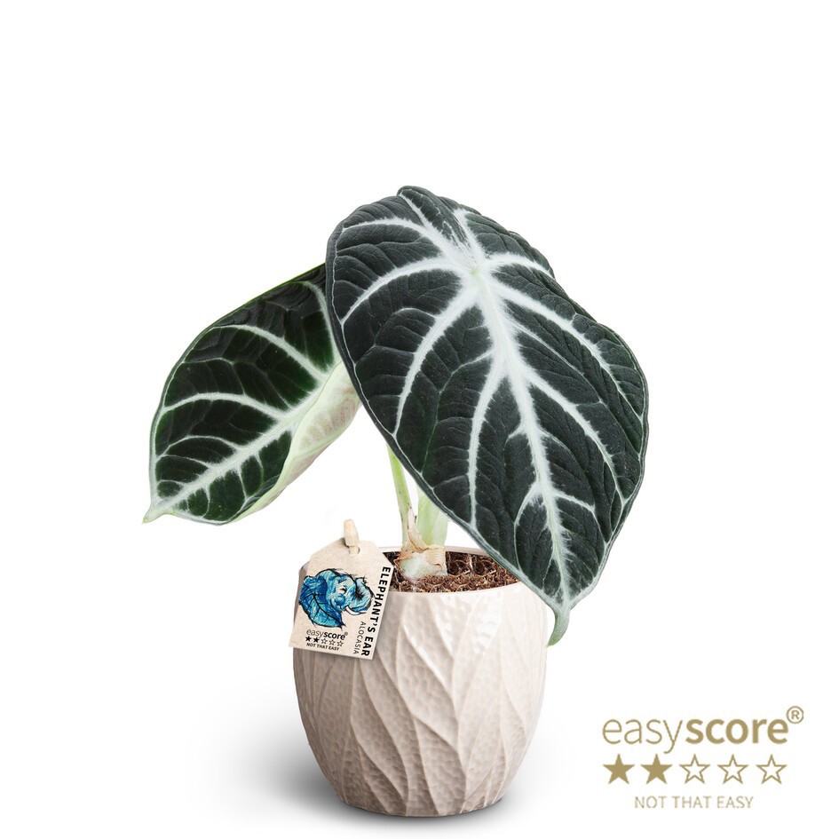 Leaf Sand, Alocasia ´Ninja´, D 10