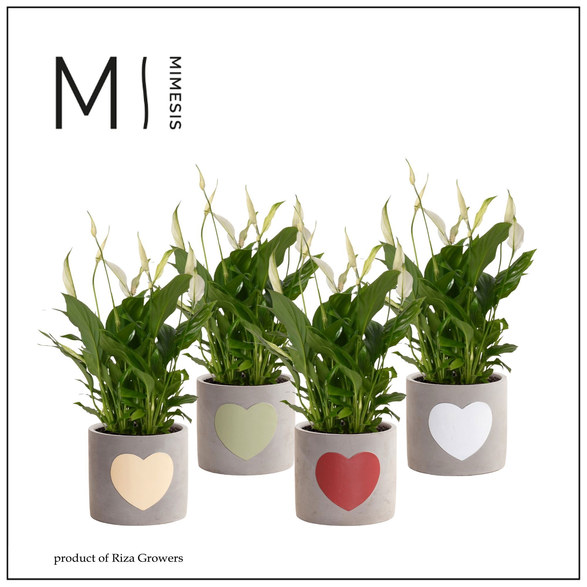 Mimesis Spathiphyllum 13 cm in Jolijn keramiek - Nature World, D 13