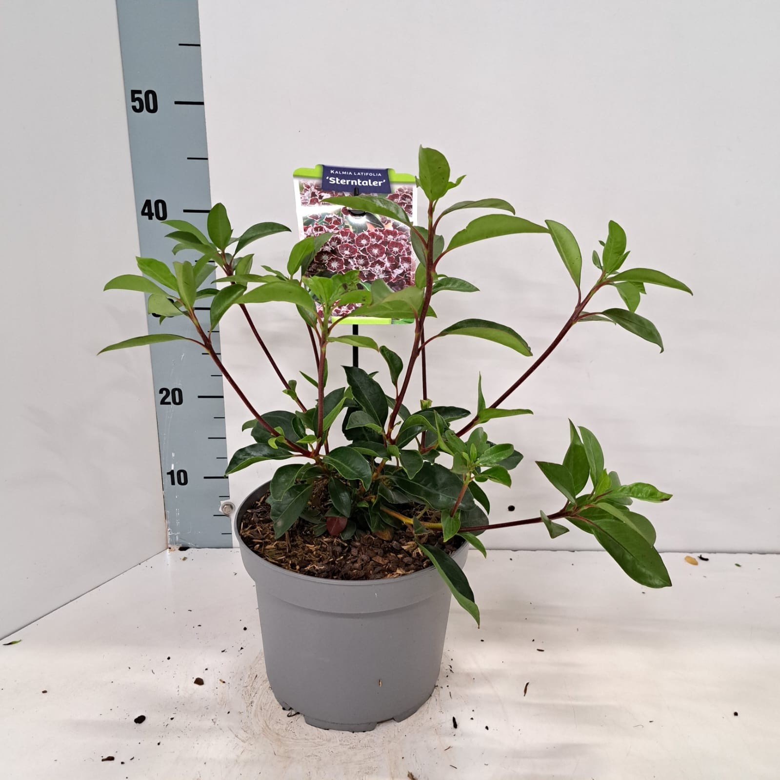 Kalmia lat. 'Sterntaler', D 21