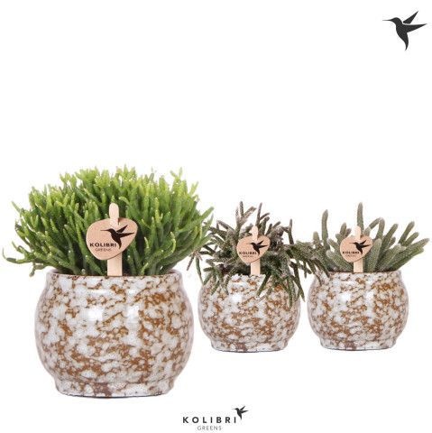 Kolibri Greens Rhipsalis mix in Safari pot, D 6