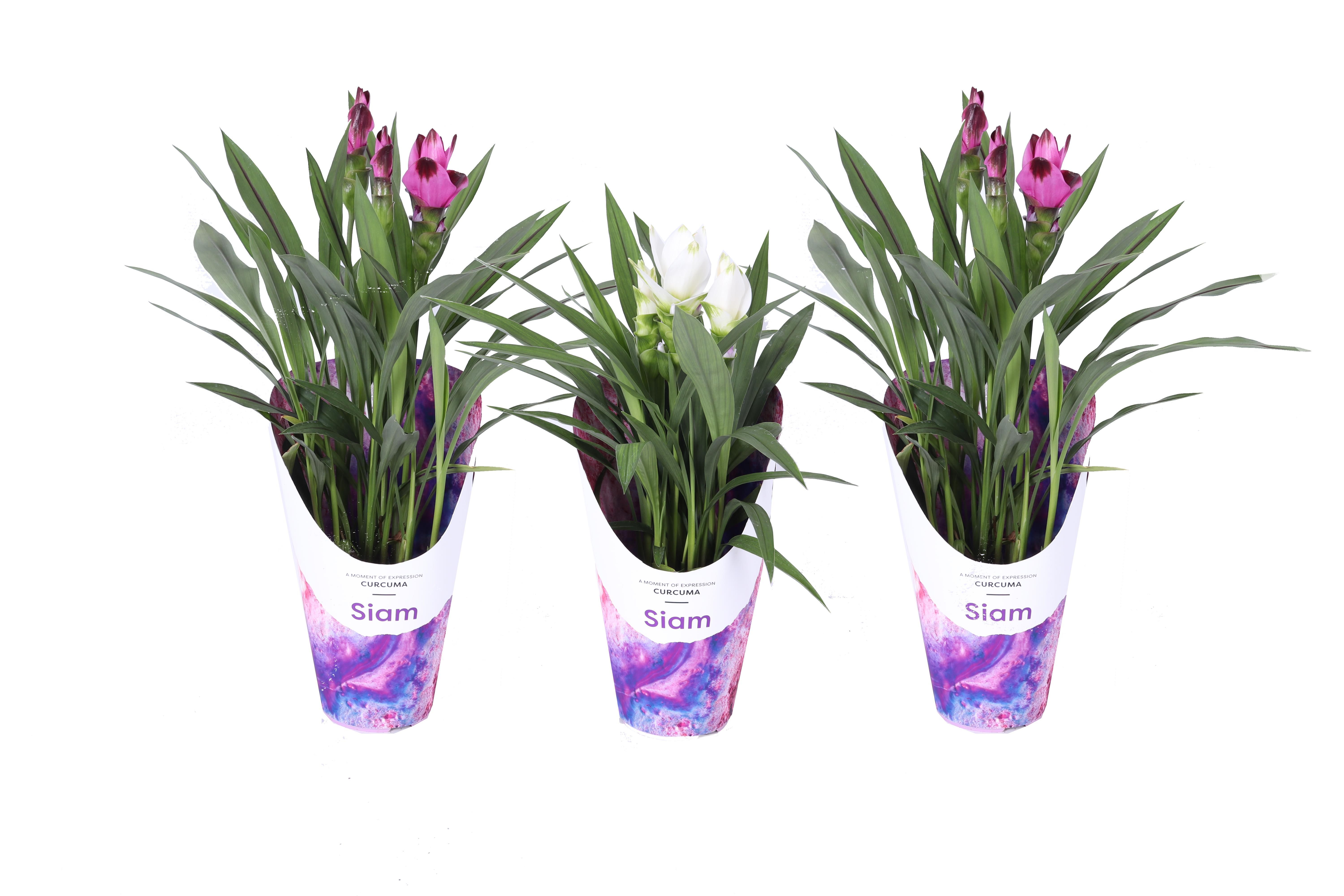 KP-860.1 MX - Curcuma mix 14cm Gifts nieuw, D 14