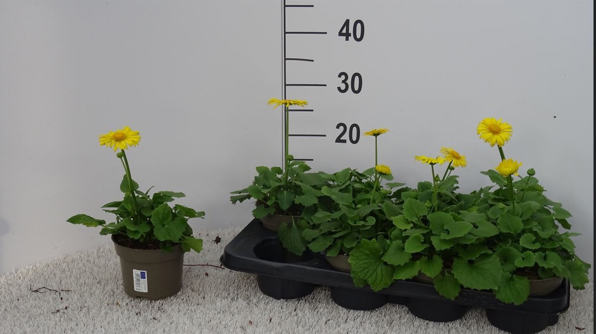 Doronicum Leonardocompact, D 13