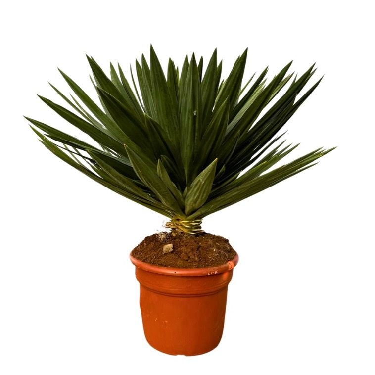 Yucca Gloriosa 'Lone Star' - 120cm, D 45