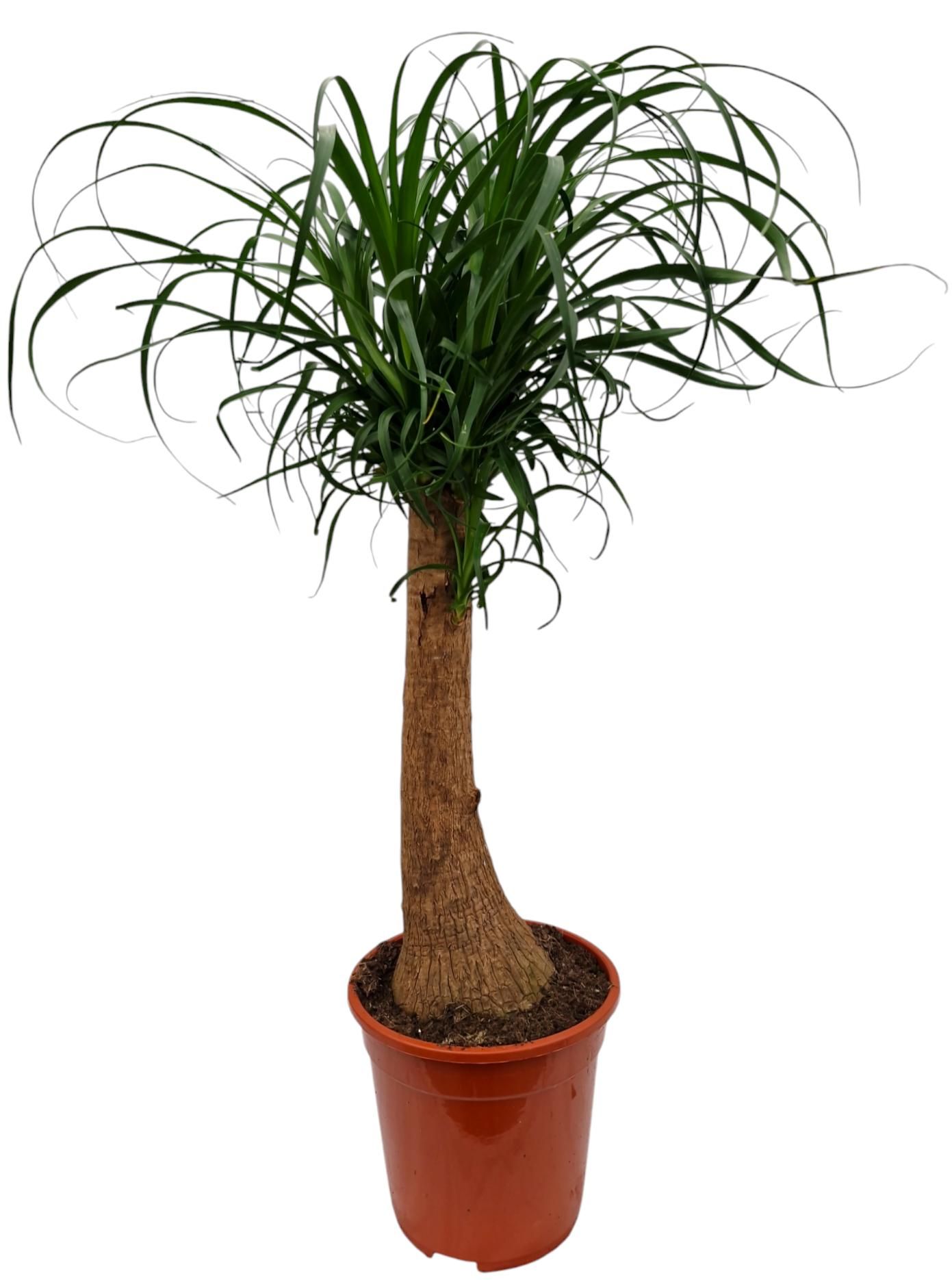 Beaucarnea 21 cm, D 21
