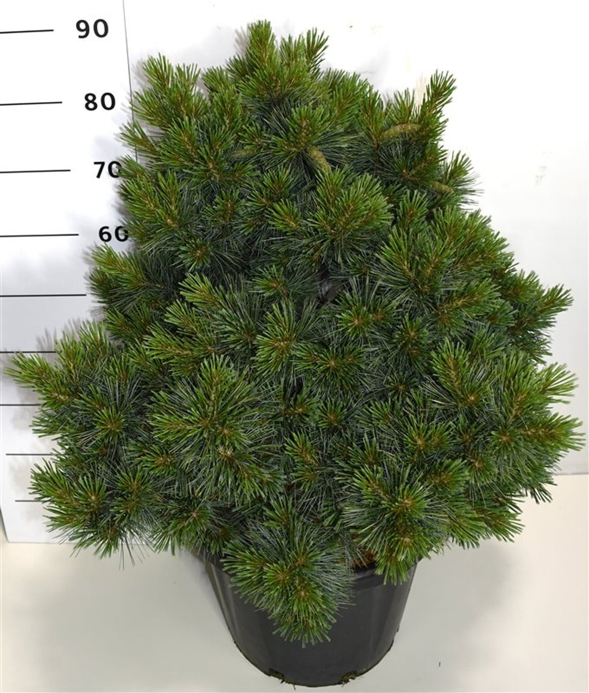Pinus strobus 'Krüger's Lilliput', D 38