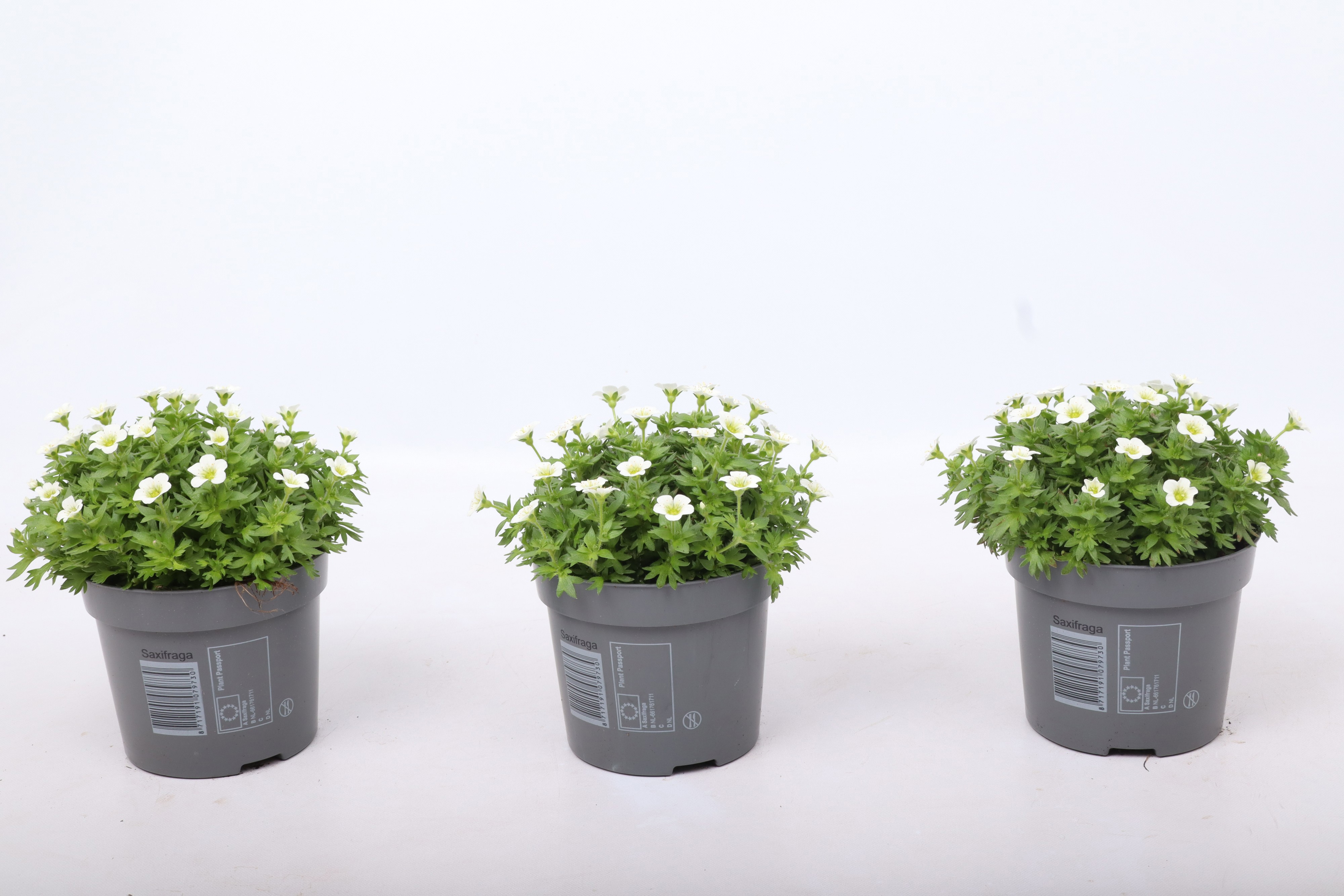 Saxifraga Marto White, D 12
