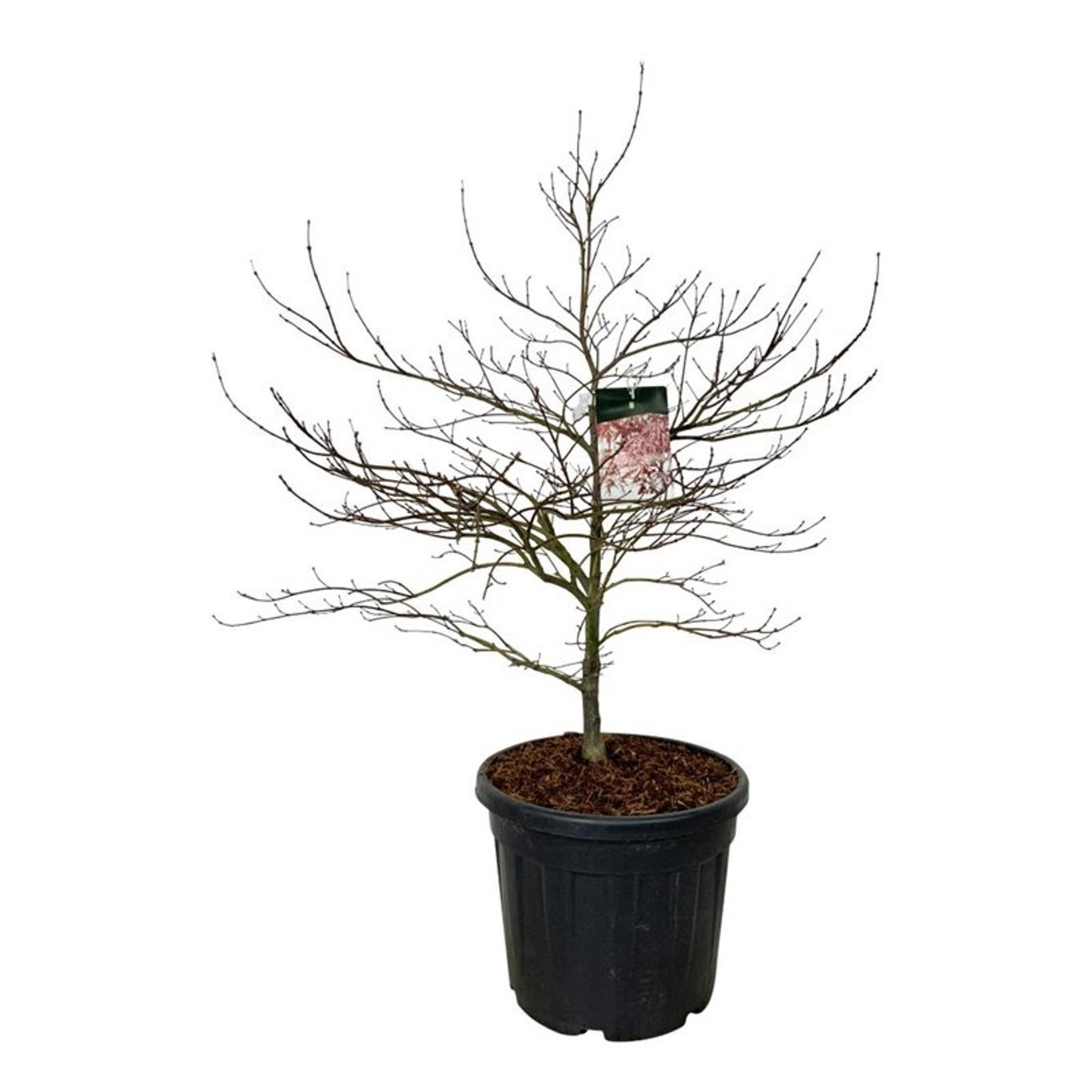 Acer pal. 'Garnet', D 50