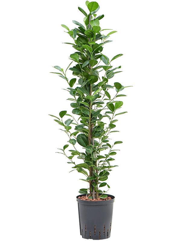 Ficus microcarpa 'Moclame', D 18