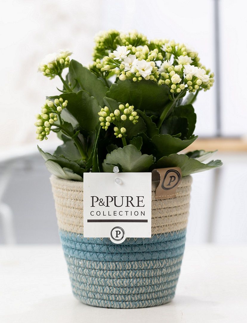 Kalanchoe white in P&PURE Fashionpot Valerie, D 12
