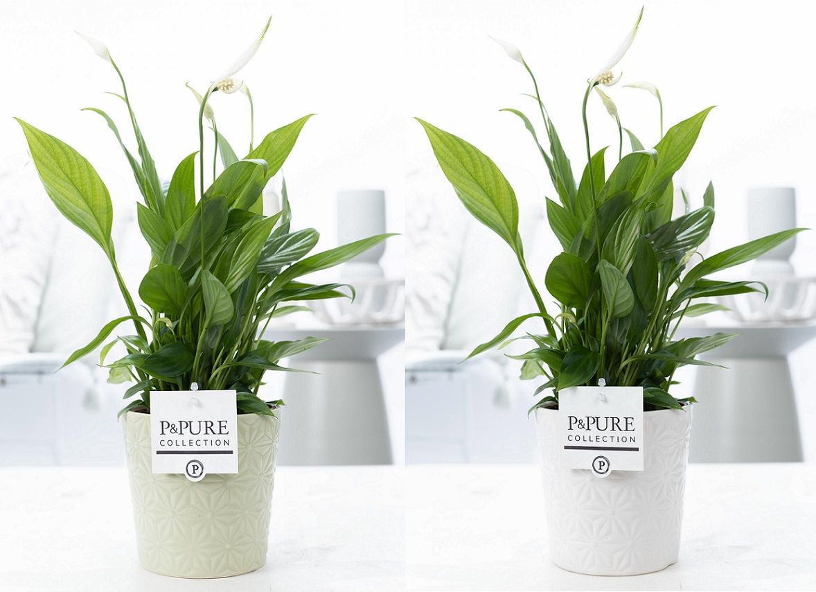 Spathiphyllum Korto in P&PURE Juliette ceramics ass.2, D 12