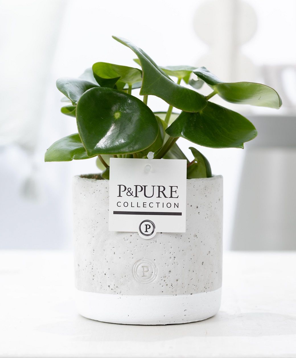 Peperomia Raindrop in P&PURE Jade ceramics, D 12