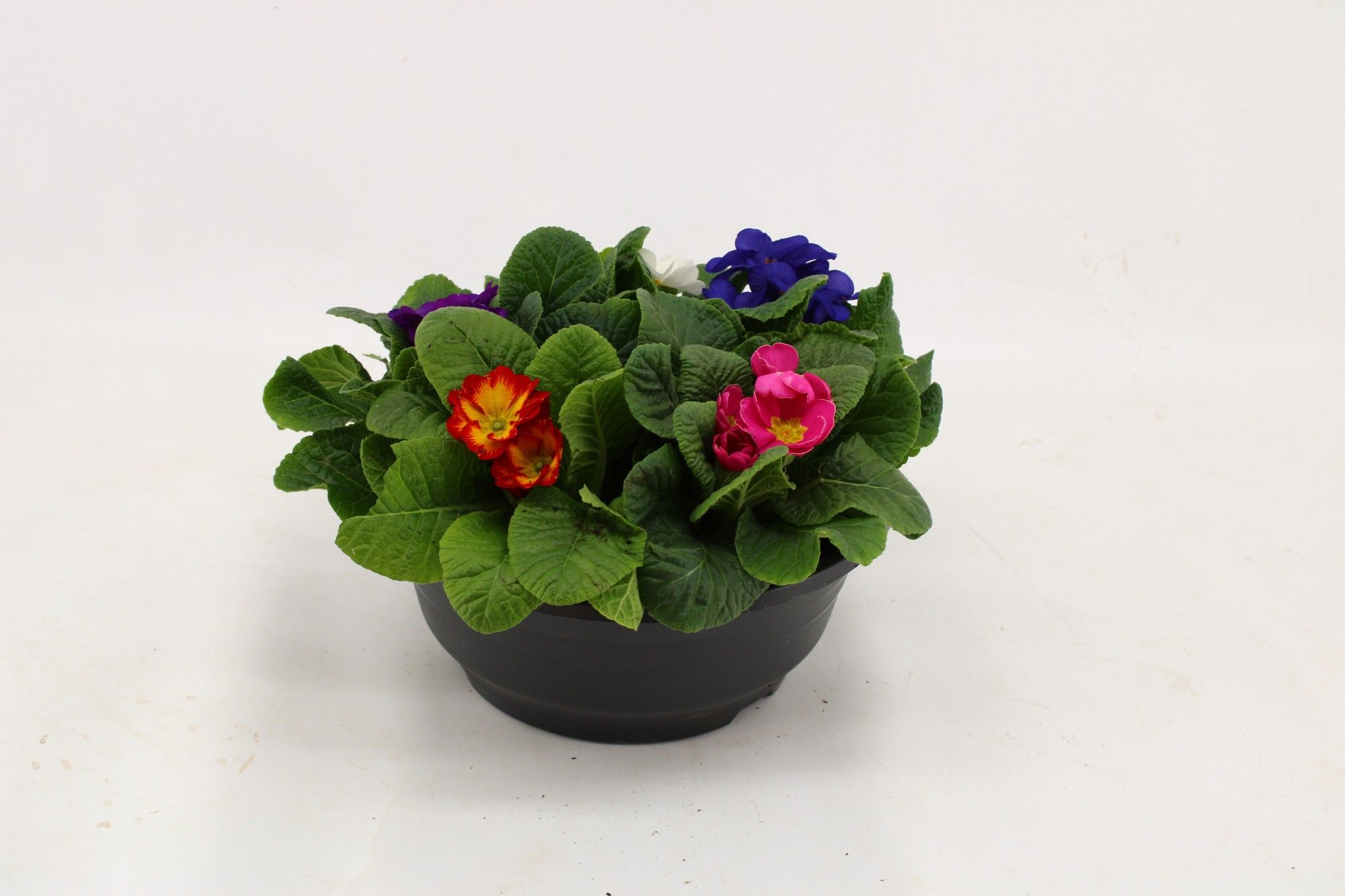Primula Acaulis in Plastic Antraciet Schaal Carnaval, D 23