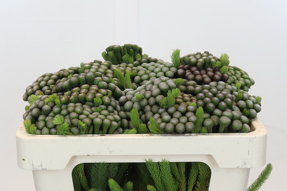 Бруния Альбифлора 50, шт.