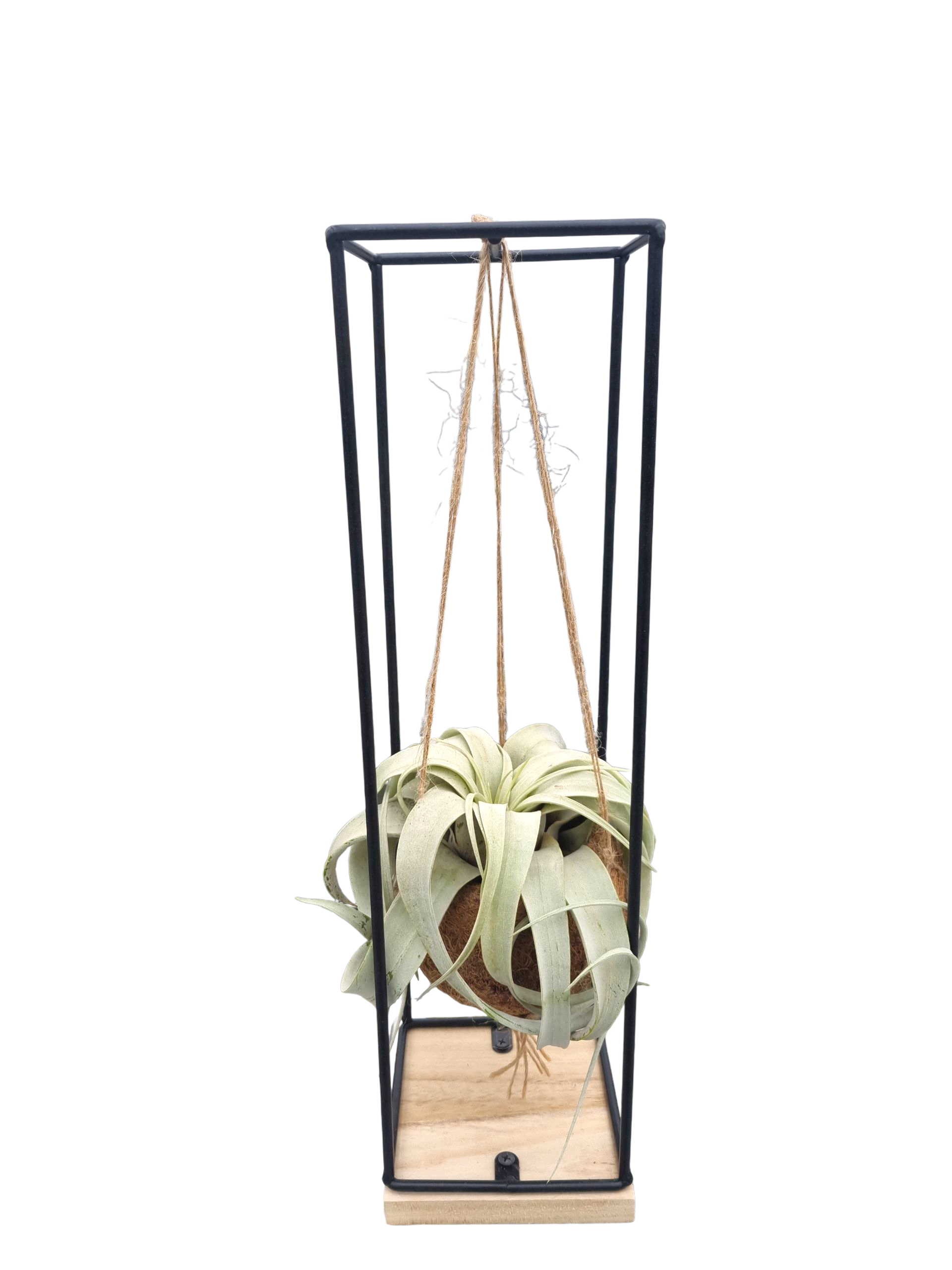 Tillandsia xerographica Kokodama hanger large, D 12
