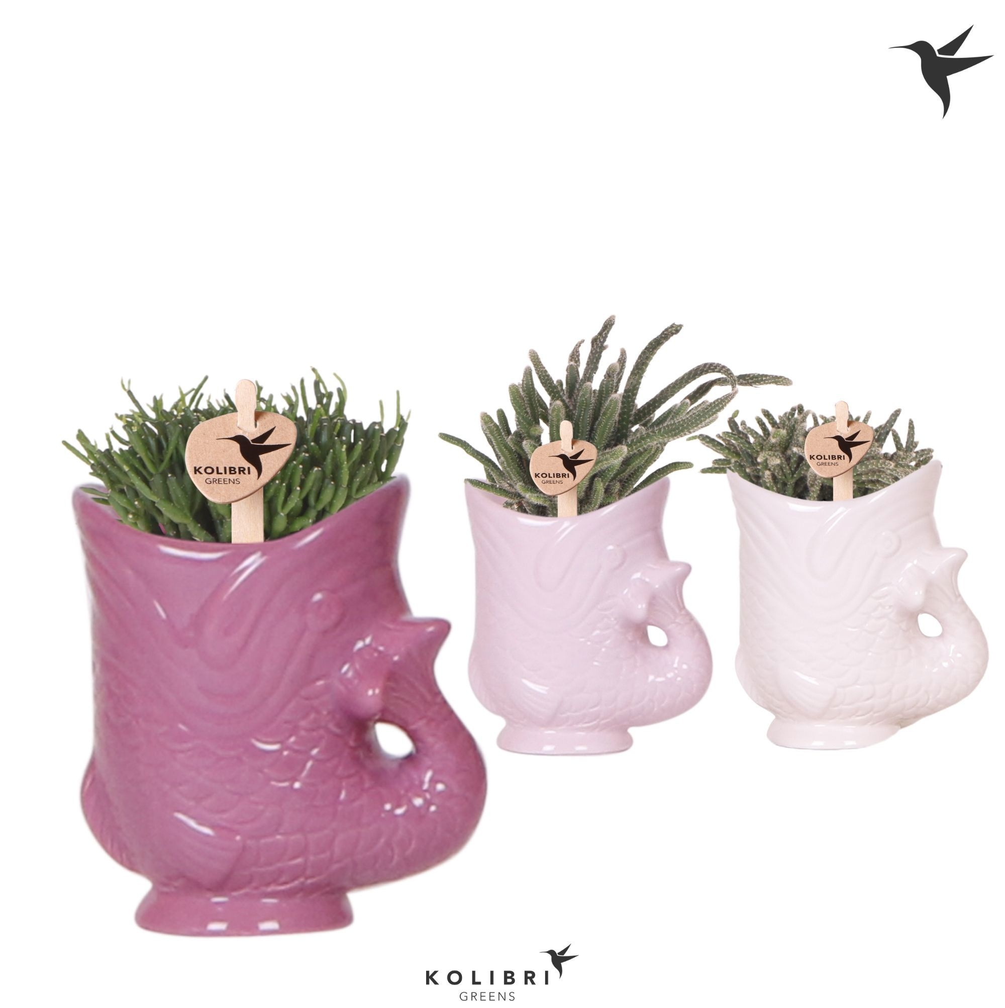 Kolibri Greens Rhipsalis mix in Fish pot lila mix, D 6