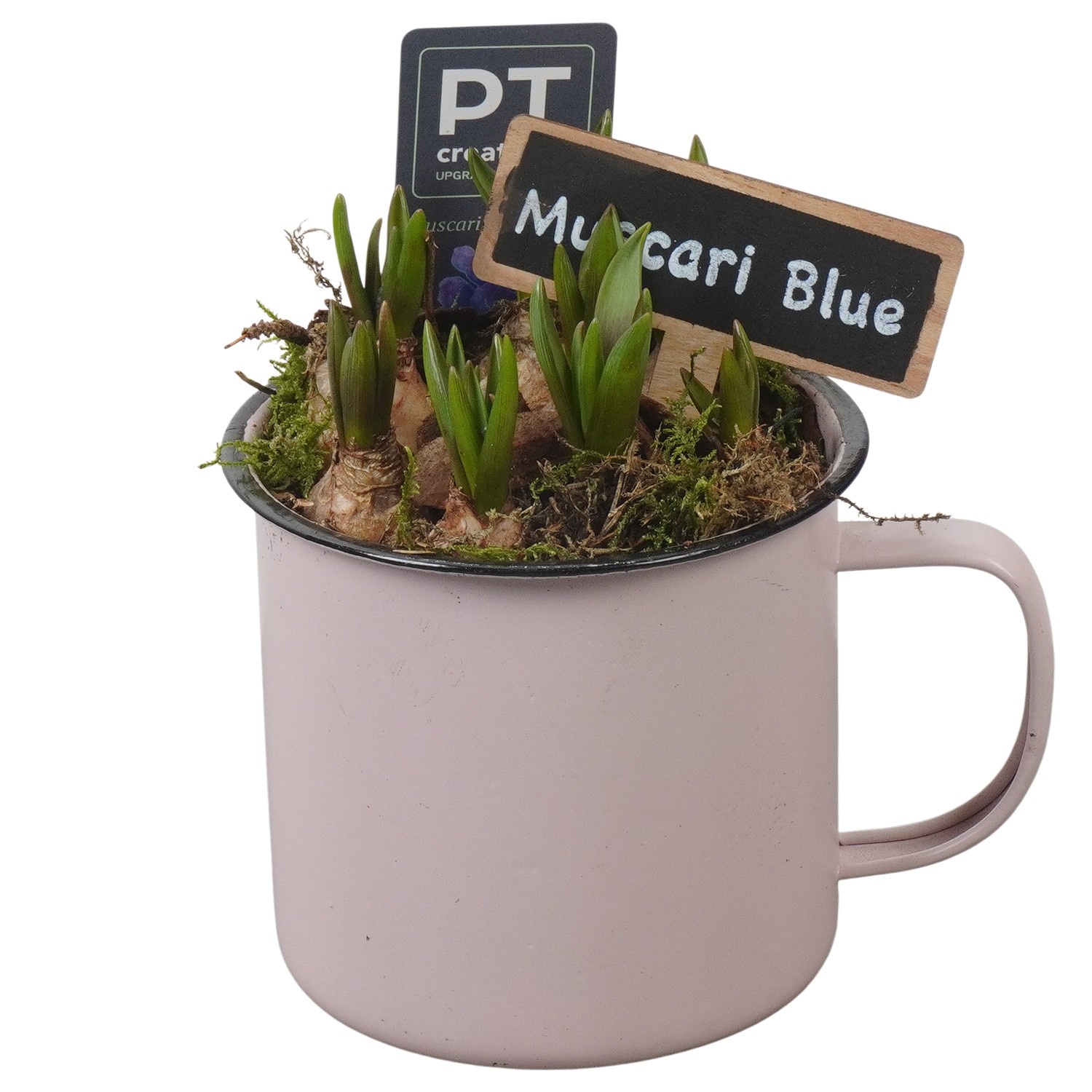 PTMB6143 Arrangement Muscari Blue in zink pot, D 10