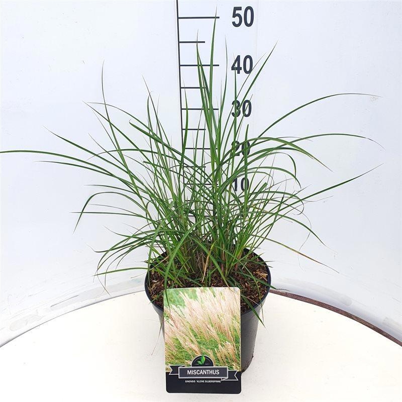 Miscanthus sin. 'Kleine Silbersp.', D 29
