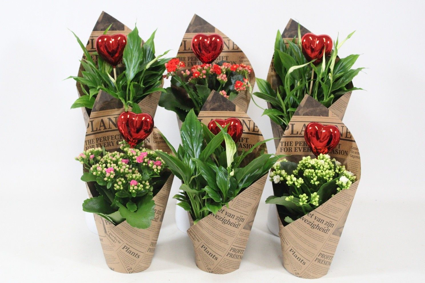 Kalanchoe en Spathiphyllum in papier manchet met bijsteker. Valentijn, Moederdag en Vrouwendag, D 10,5
