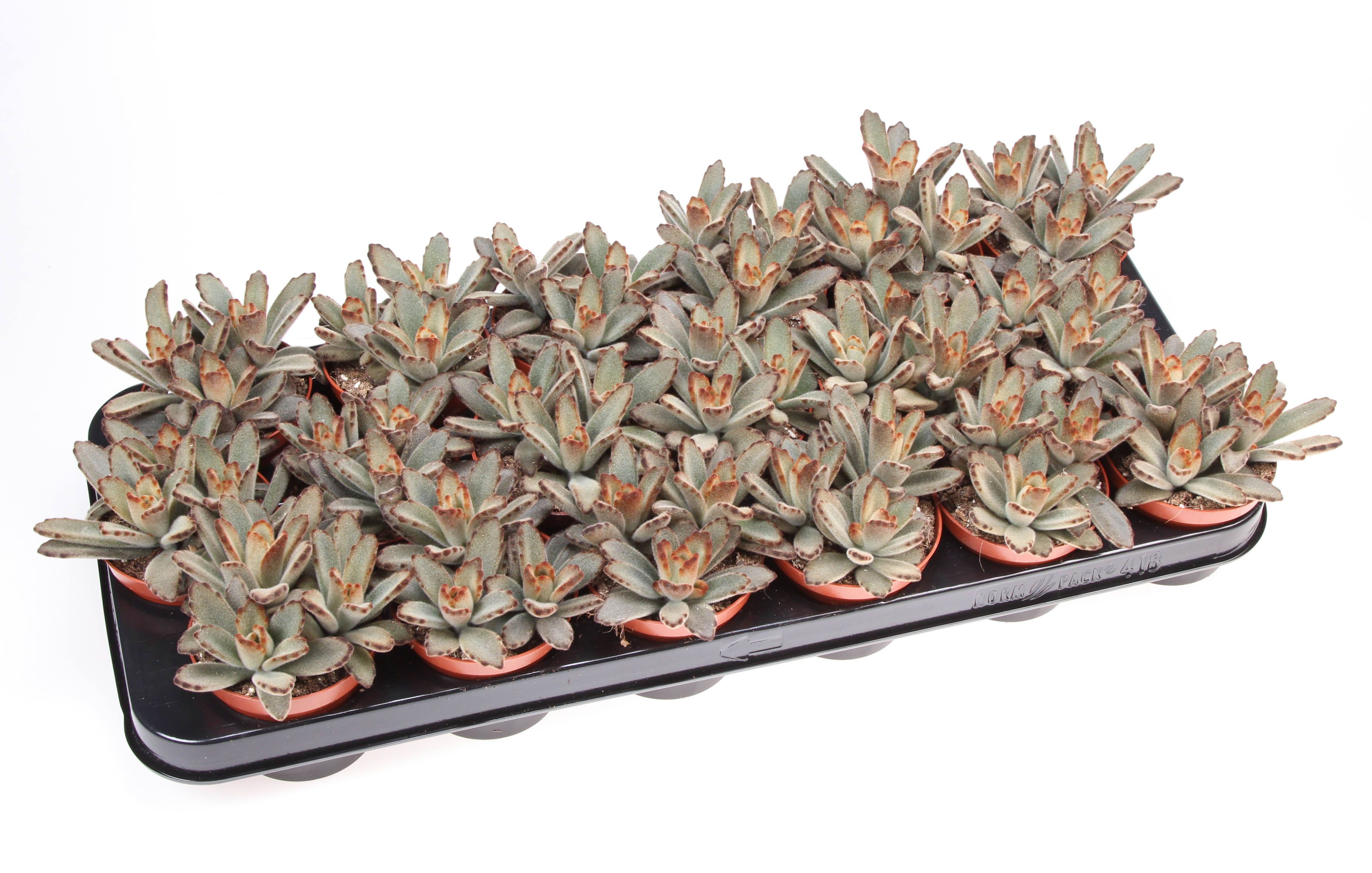 Kalanchoe Tomentosa Aida, D 8,5