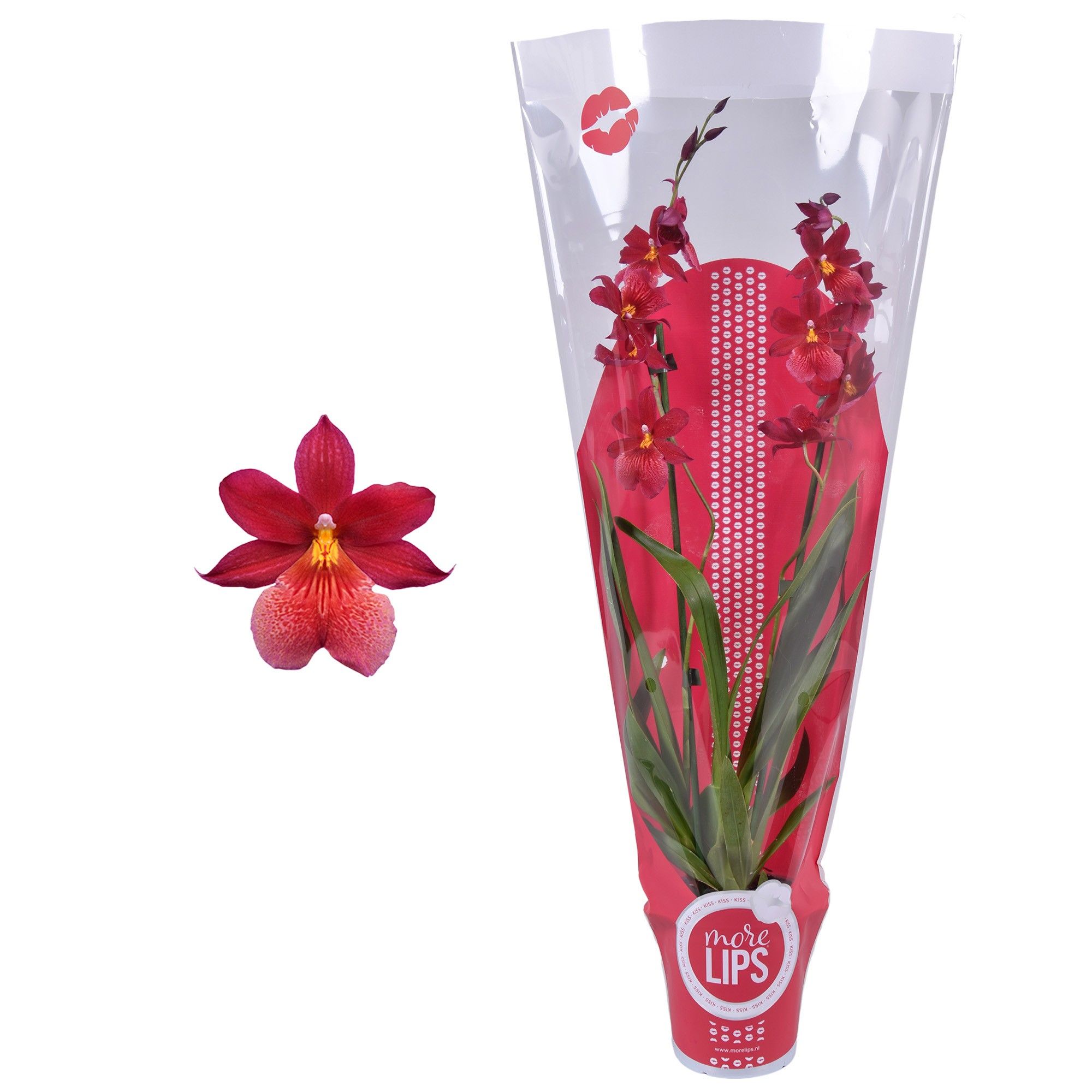 MoreLIPS® Cambria 'Nelly Isler' 2 tak met rode showhoes, D 12