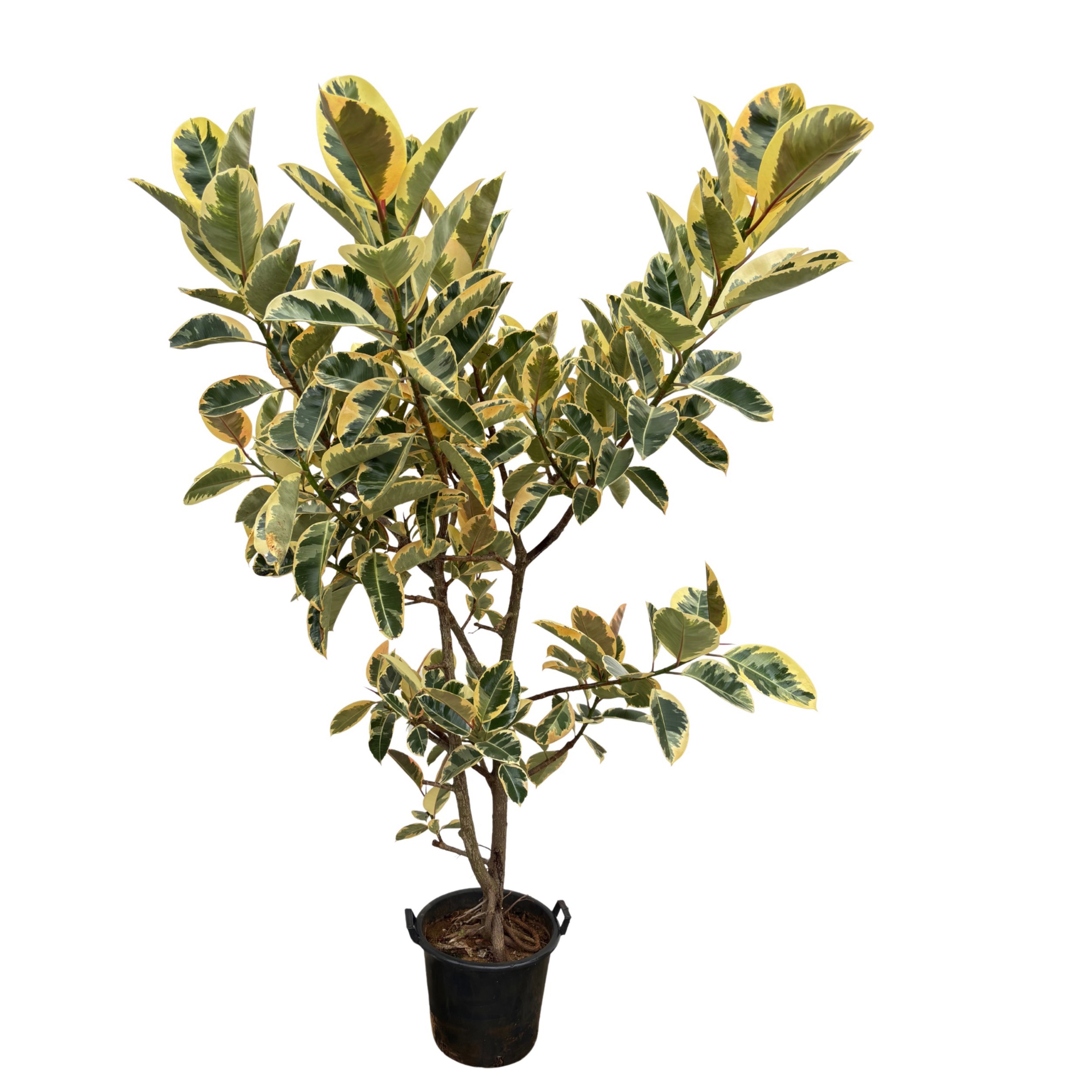 Ficus elastica 'Tineke' - 225cm, D 40