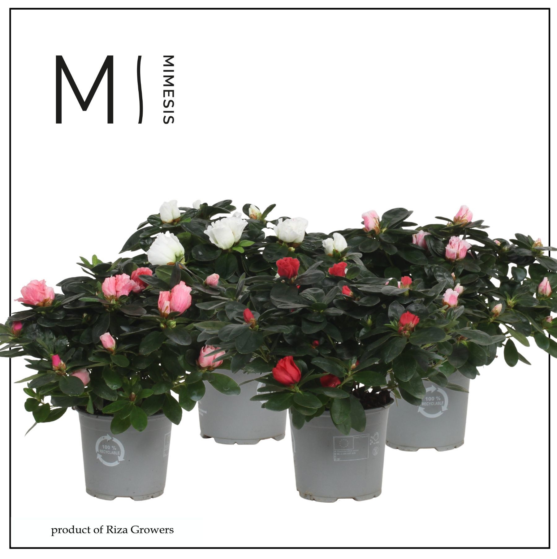 Mimesis Azalea Mix - 13cm, D 13