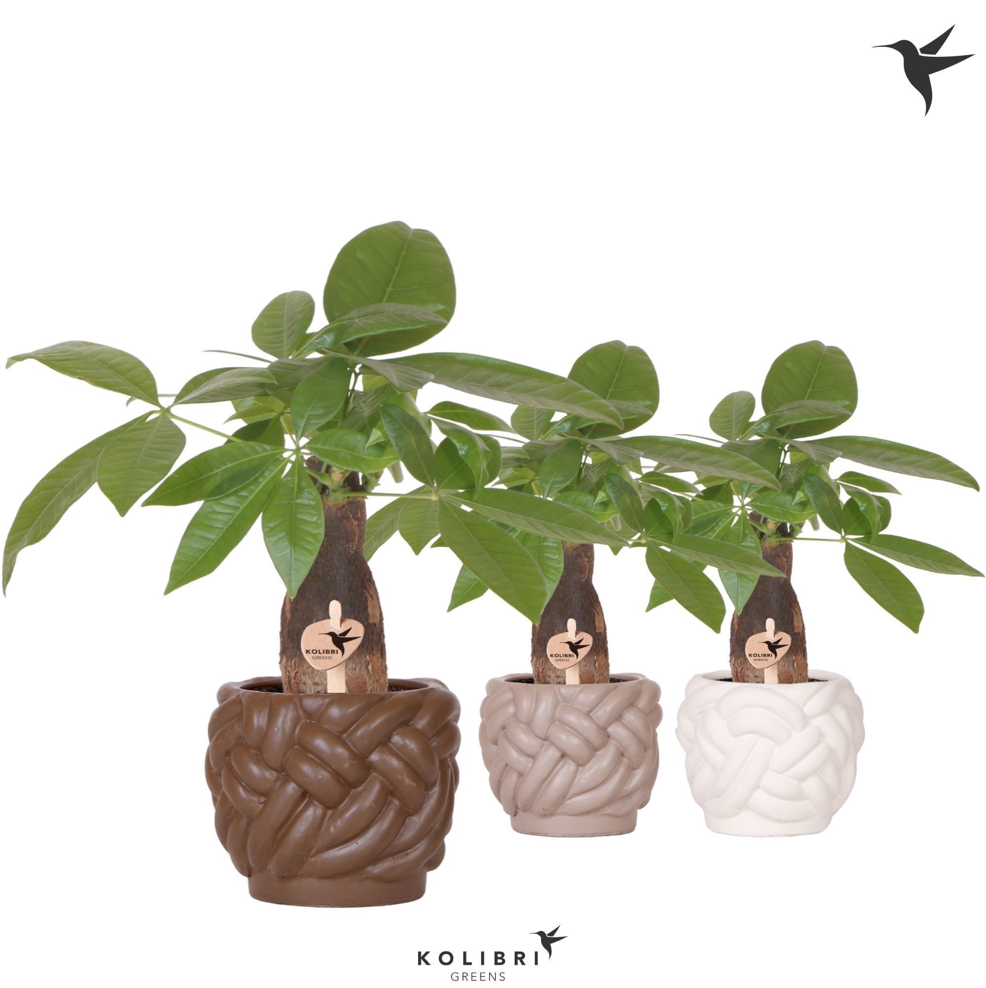 Kolibri Greens Pachira in Rope pot mix, D 9
