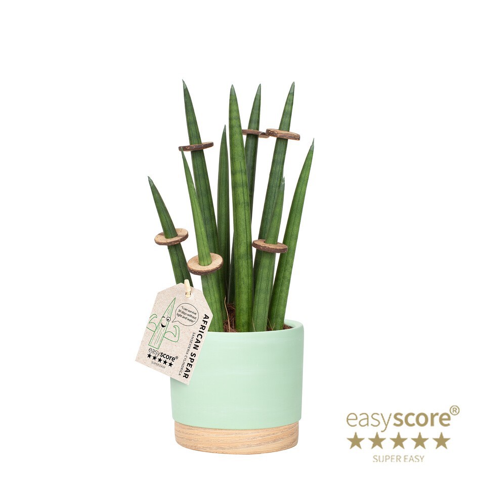 SANSEVIERIA CYLINDRICA 41131588 WB Matcha Rocket, D 12